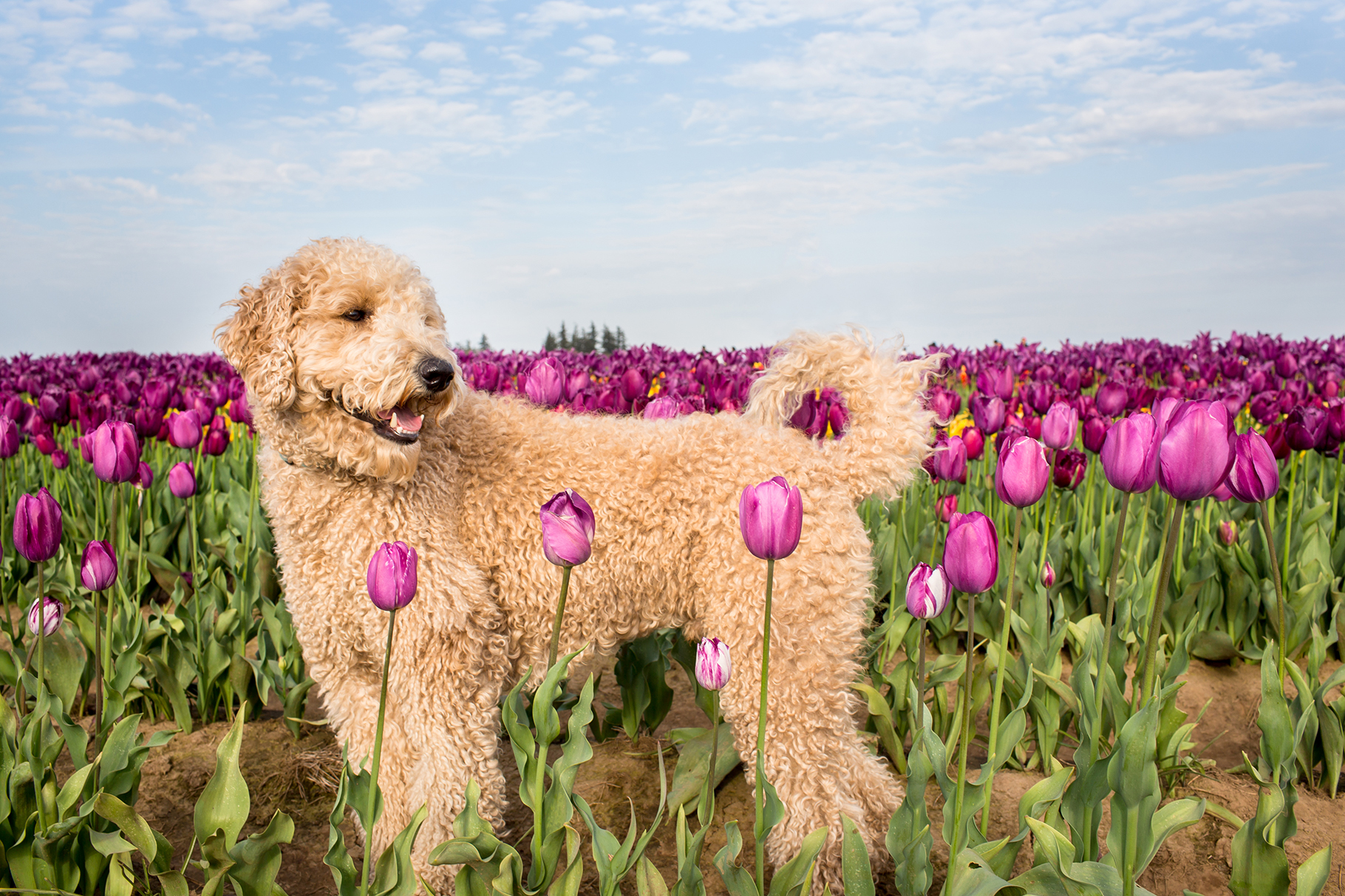Wooden Shoe Tulip Farm dog photos