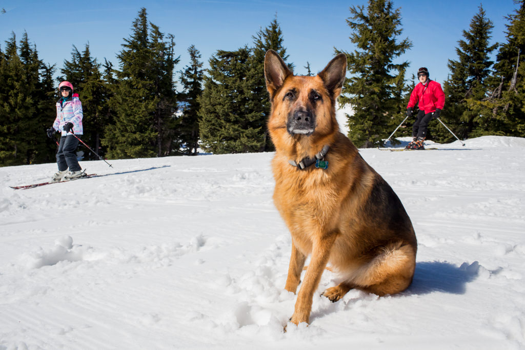 Avery  |  Timberline Lodge Dog Photos