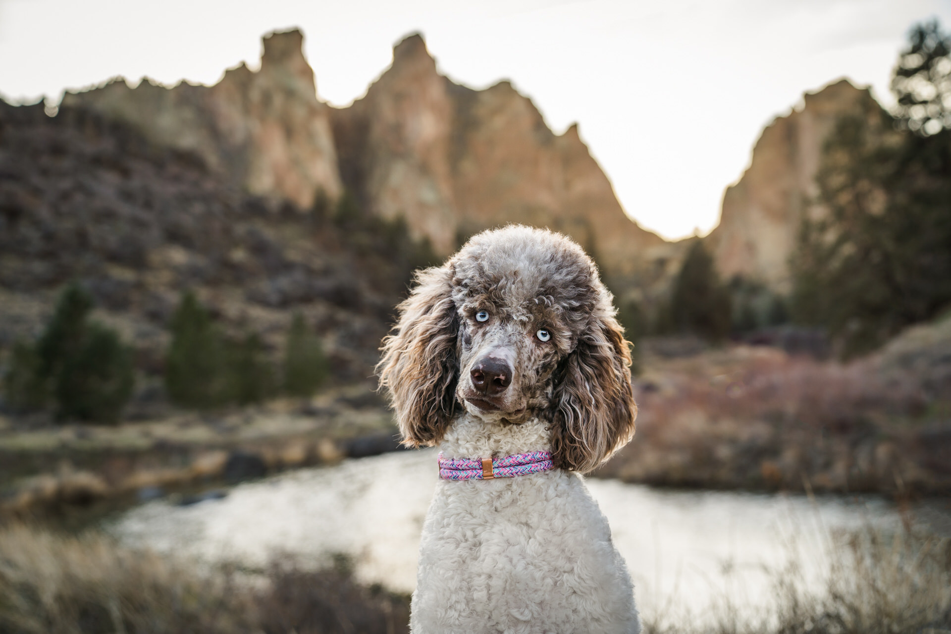 Poodle with blue eyes stands in front of Smith Rock in Terrebone, Oregon