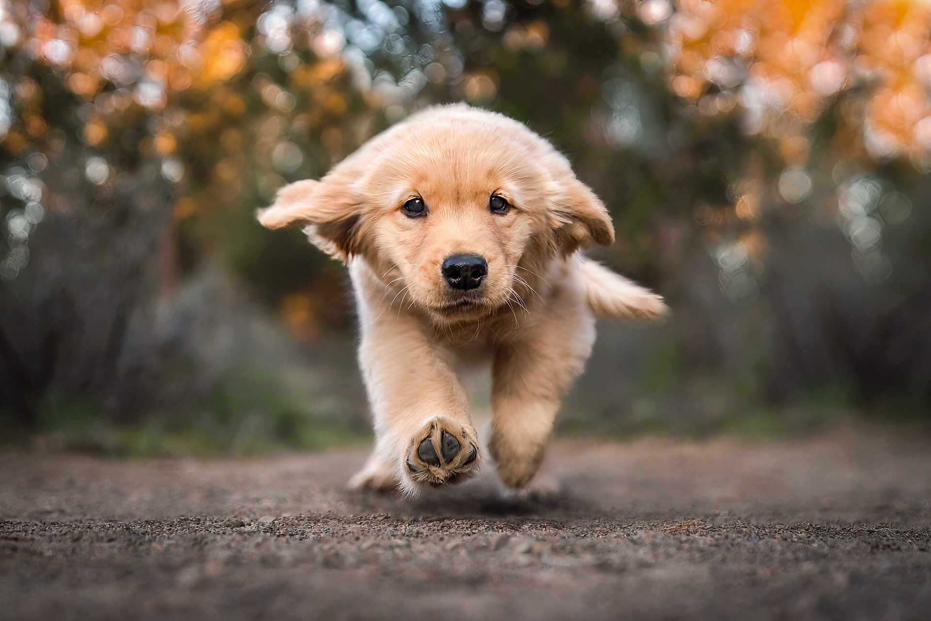 Puppy runs toward camera in Bend, Oregon