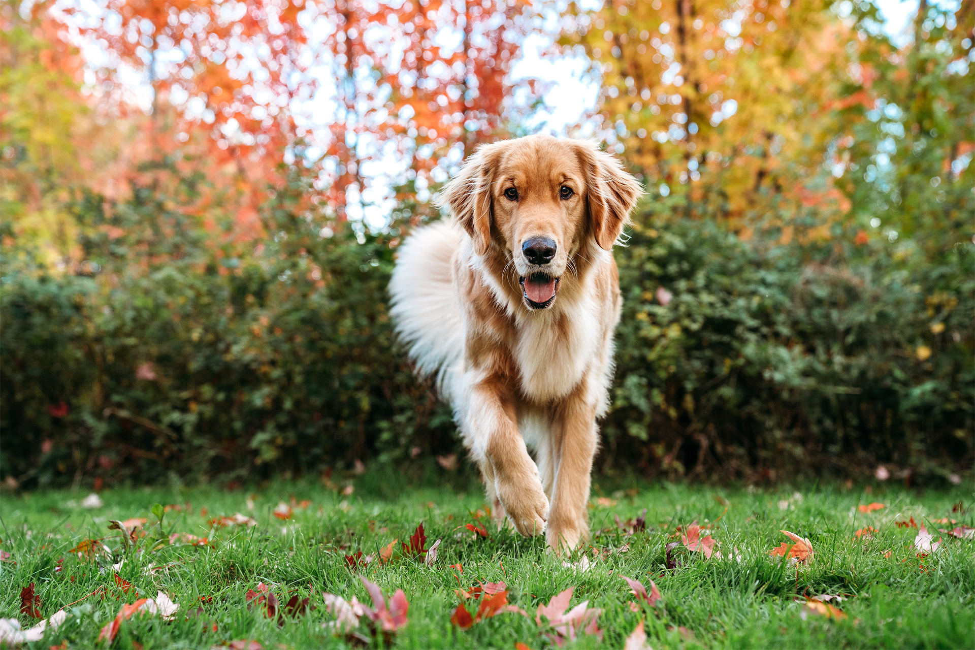 Golden retriever running towards camera with fall colors in Portland, Oregon