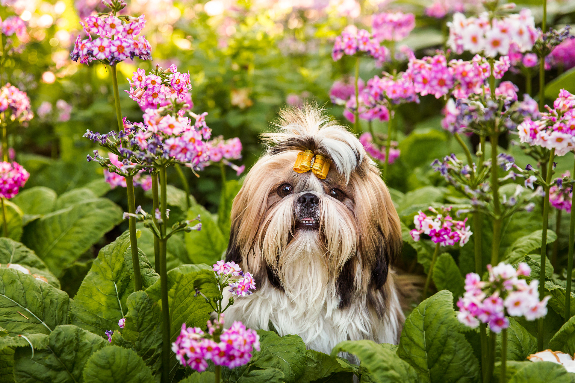 Shih Zhu dog in flowers in Oregon