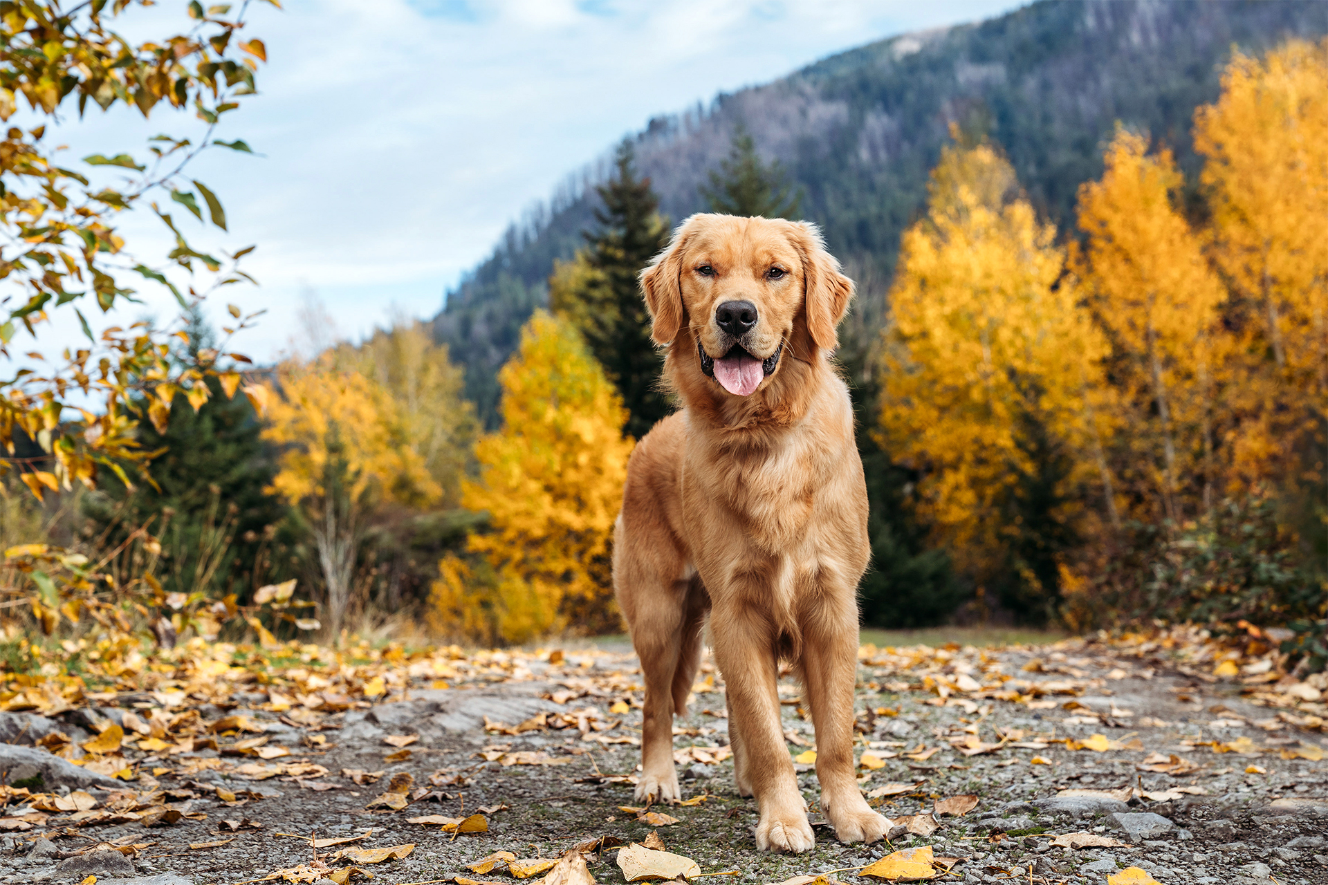 Dog in Columbia Gorge in Oregon with fall colors