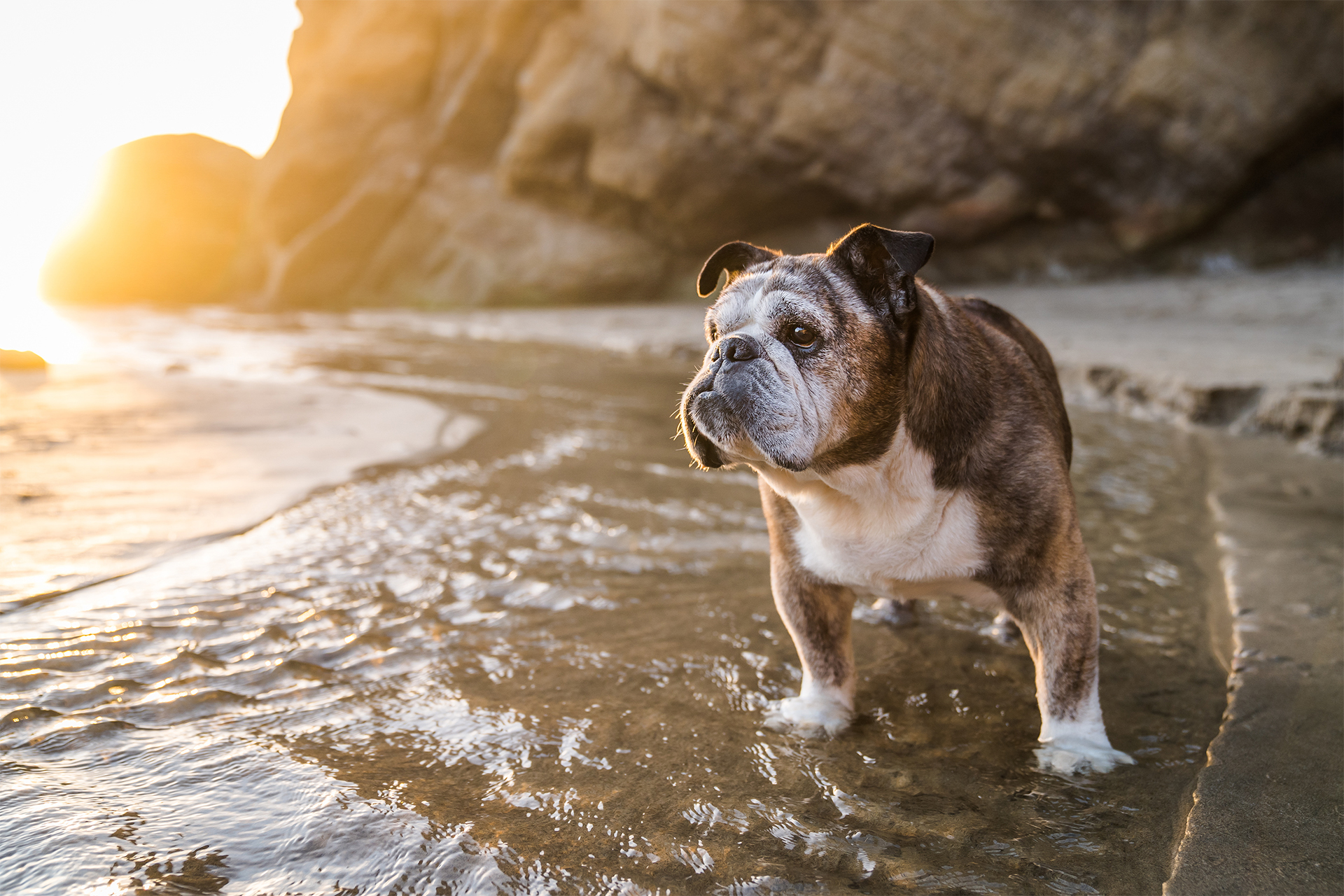 Bulldog at the beach on the Oregon Coast