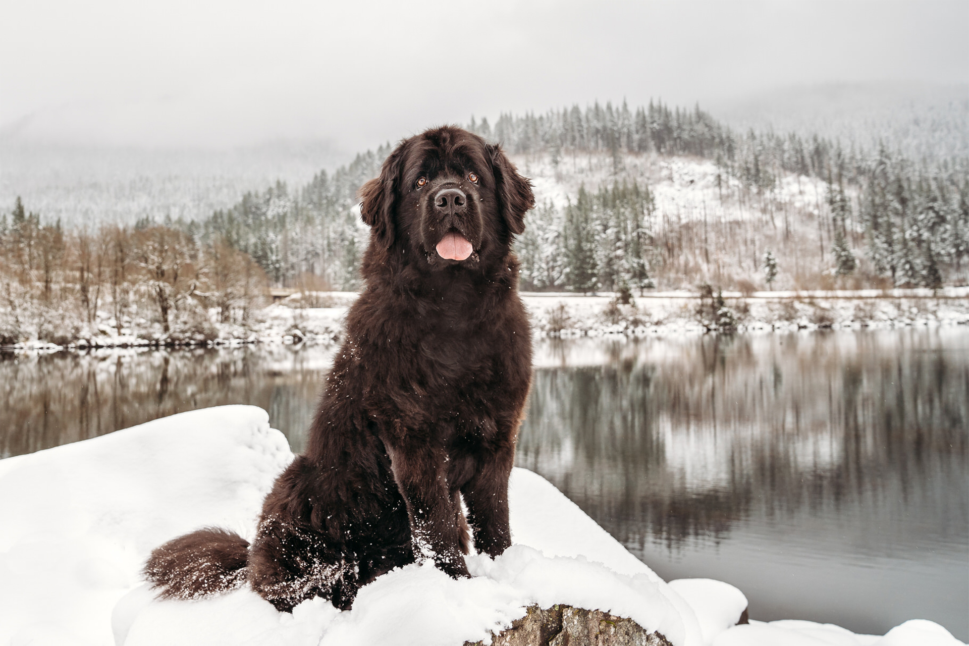 Newfoundland dog sitting in snow in the Columbia River Gorge