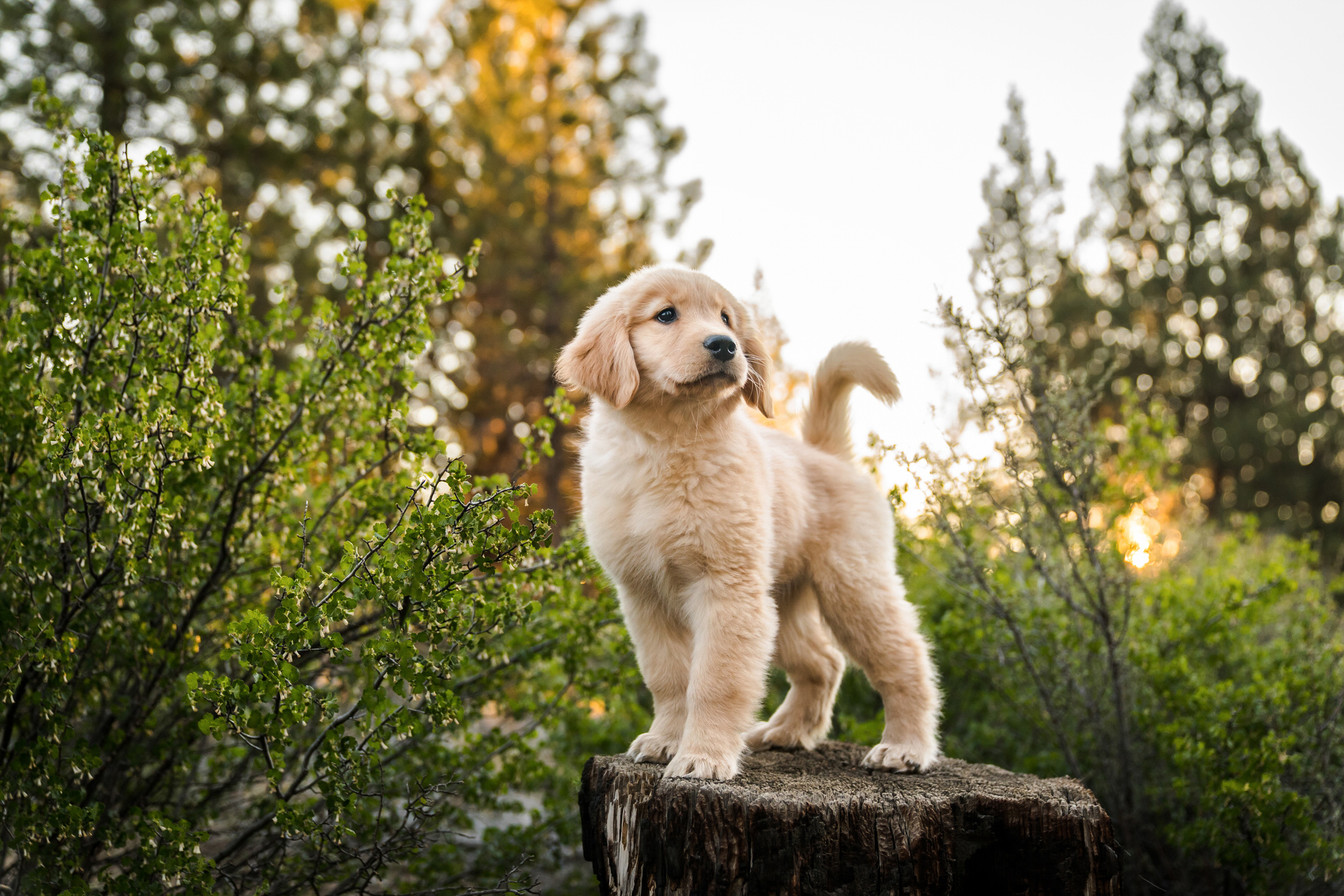 Golden retriever puppy stands on a stump in a forest at sunrise