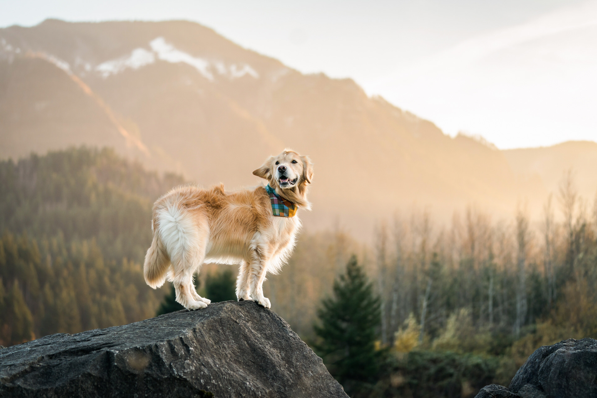 Golden retriever's hair and ear blows in the wind while he stands on a rock