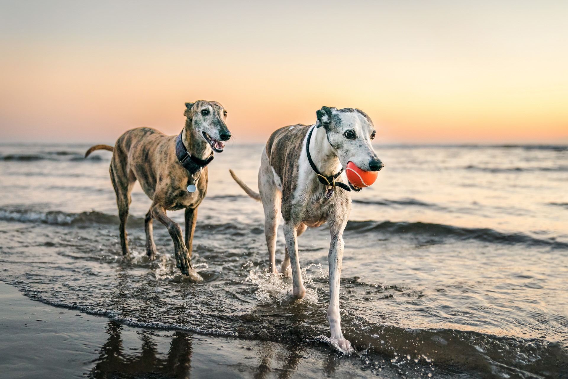 2 greyhounds run through the water in Cannon Beach, Oregon