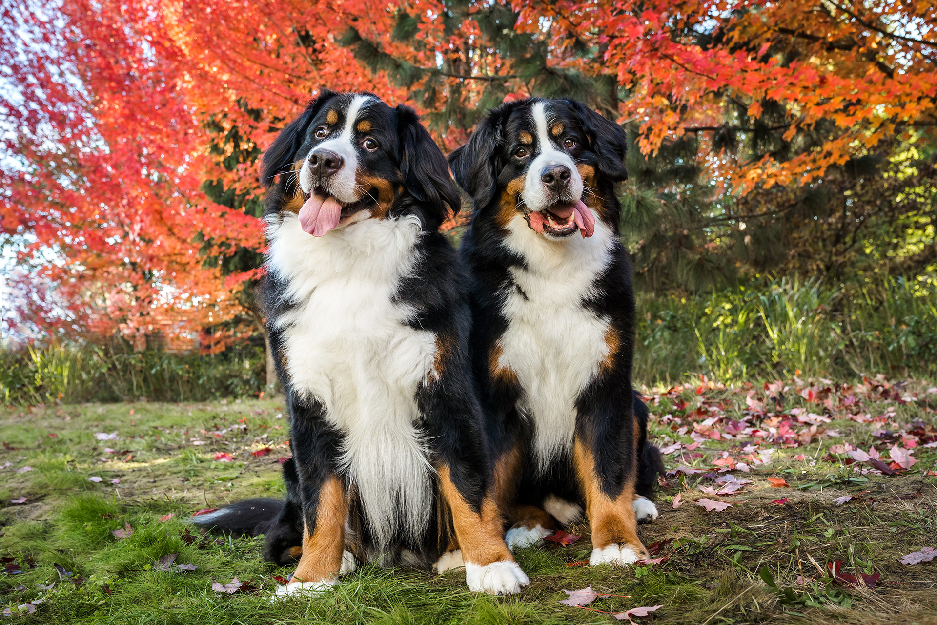 Two Bernese Mountain Dogs sitting and smiling in a fall color landscape in Portland, OR