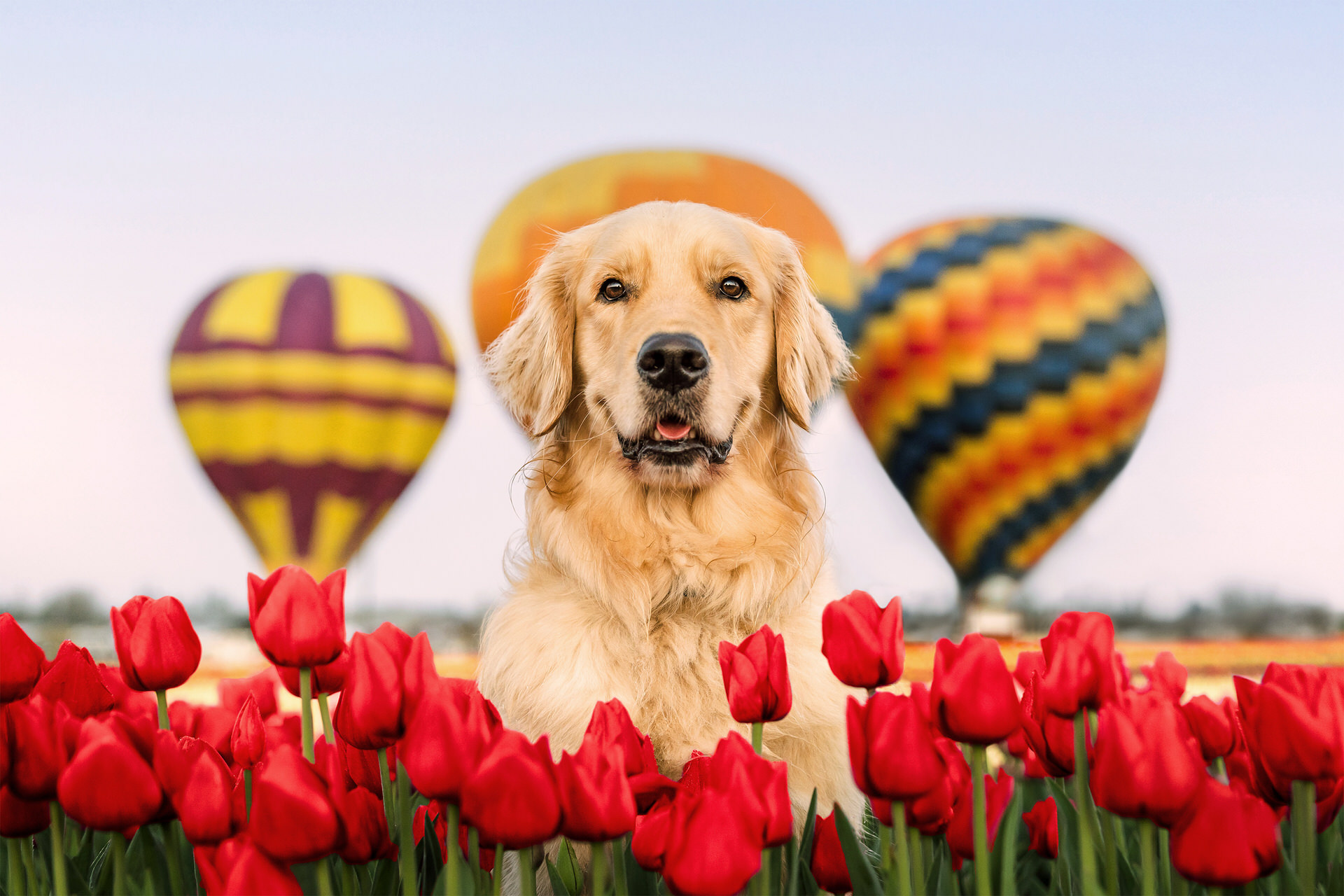 Golden retriever stands in the tulips at the Wooden Shoe Tulip Farm with hot air balloons rising behind him