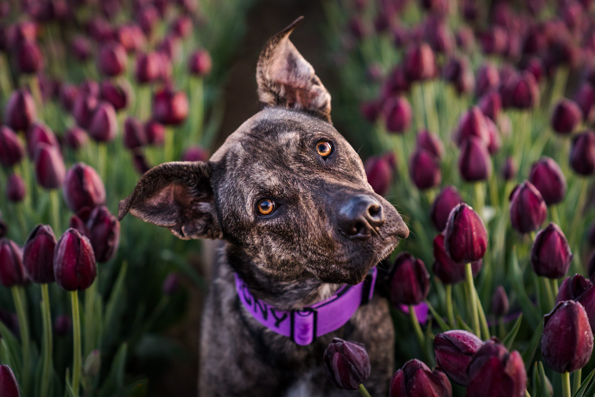 Dog head tilt at Wooden Shoe Tulip Farm in purple flowers