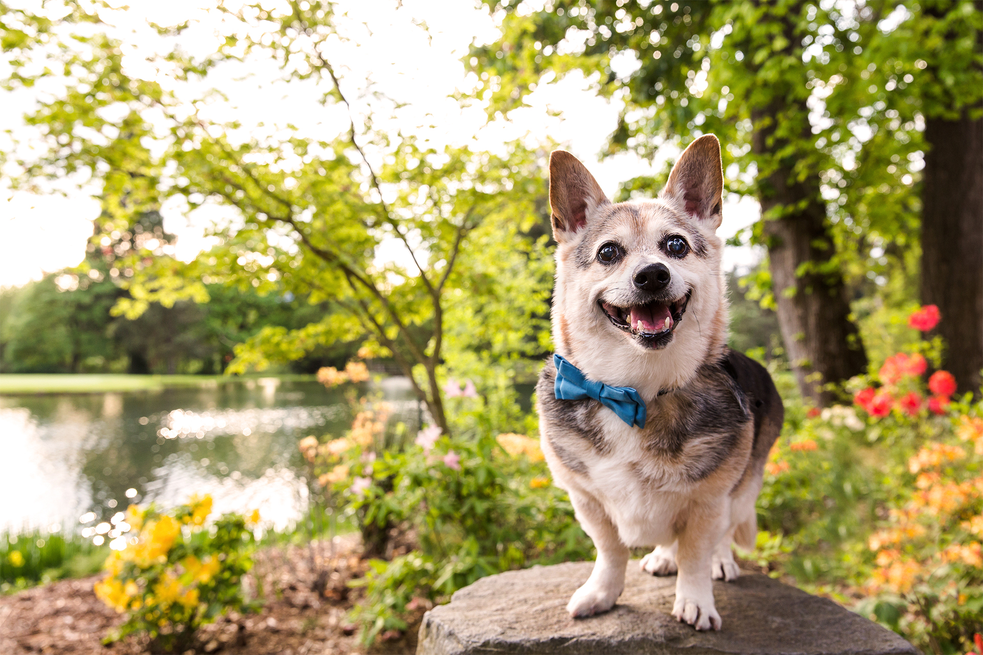 happy dog wearing a bow tie standing on a rock at Crystal Springs Rhododendron Garden in Portland, OR
