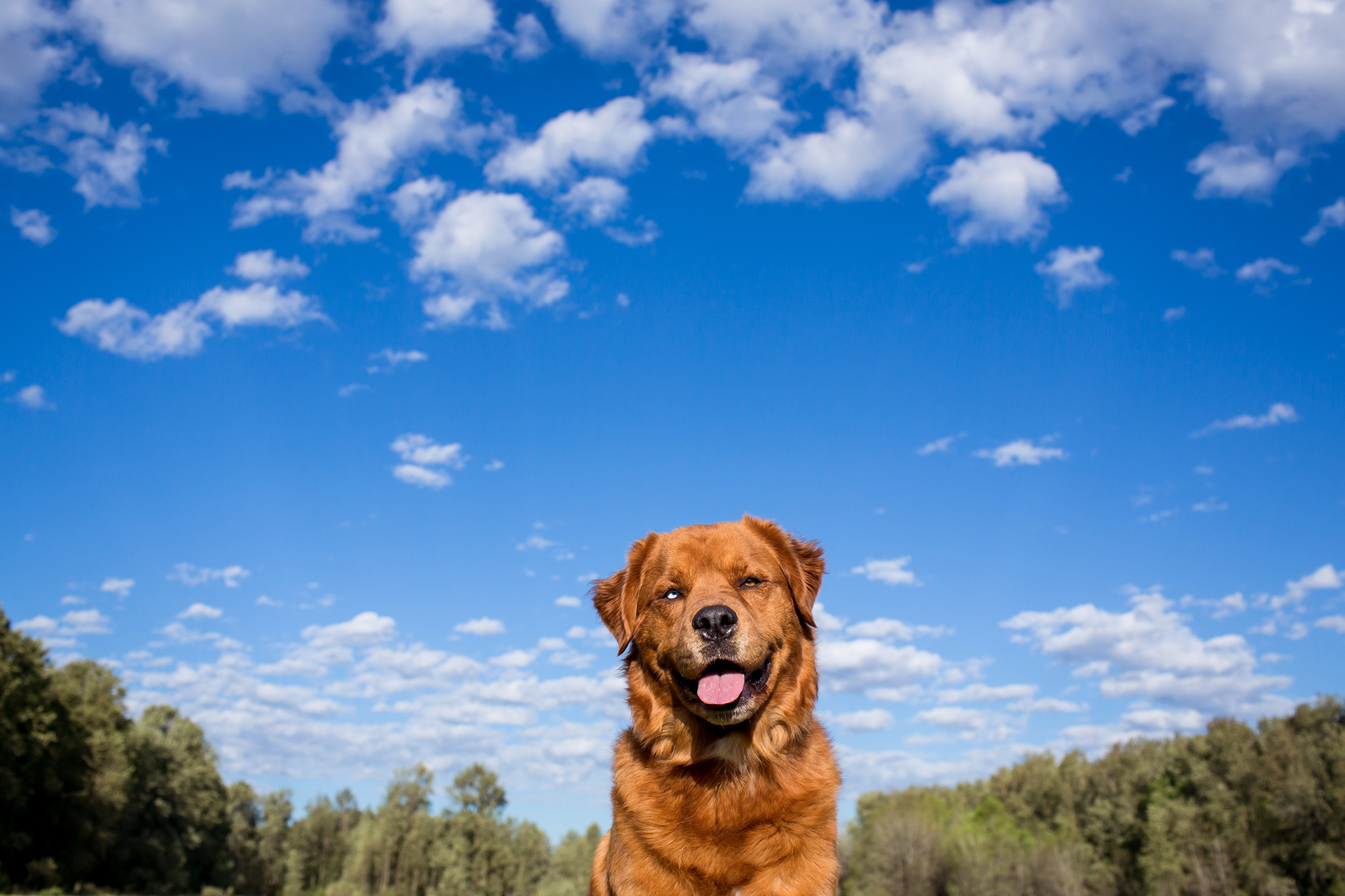 Dog with one blue eye and one brown eye posing with a big blue sky and clouds