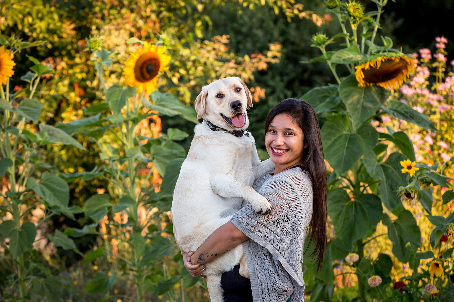 Woman holding her yellow lab in a sunflower field outside of Portland, OR