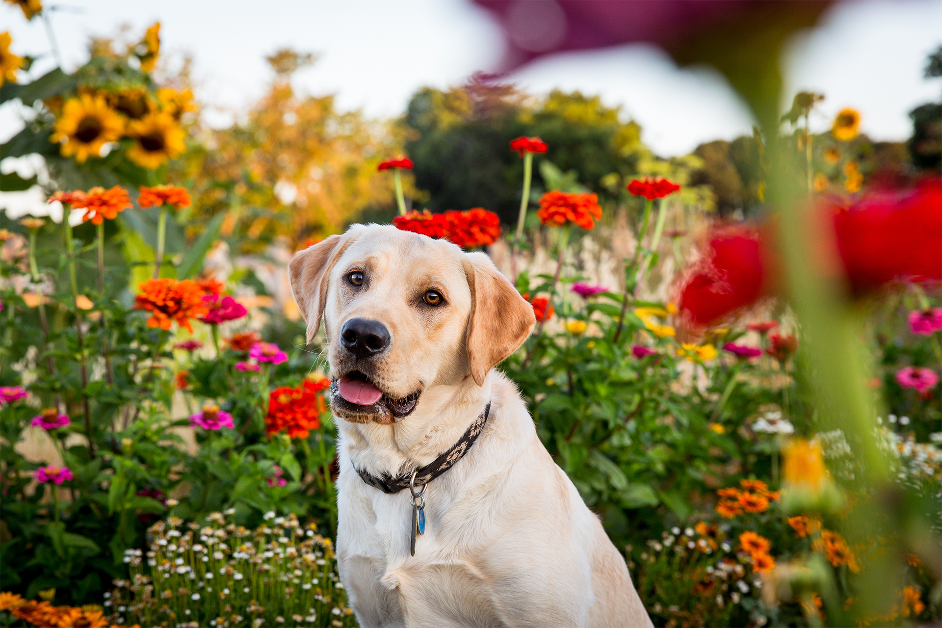 Yellow lab sitting in a field of flowers in Vancouver, WA