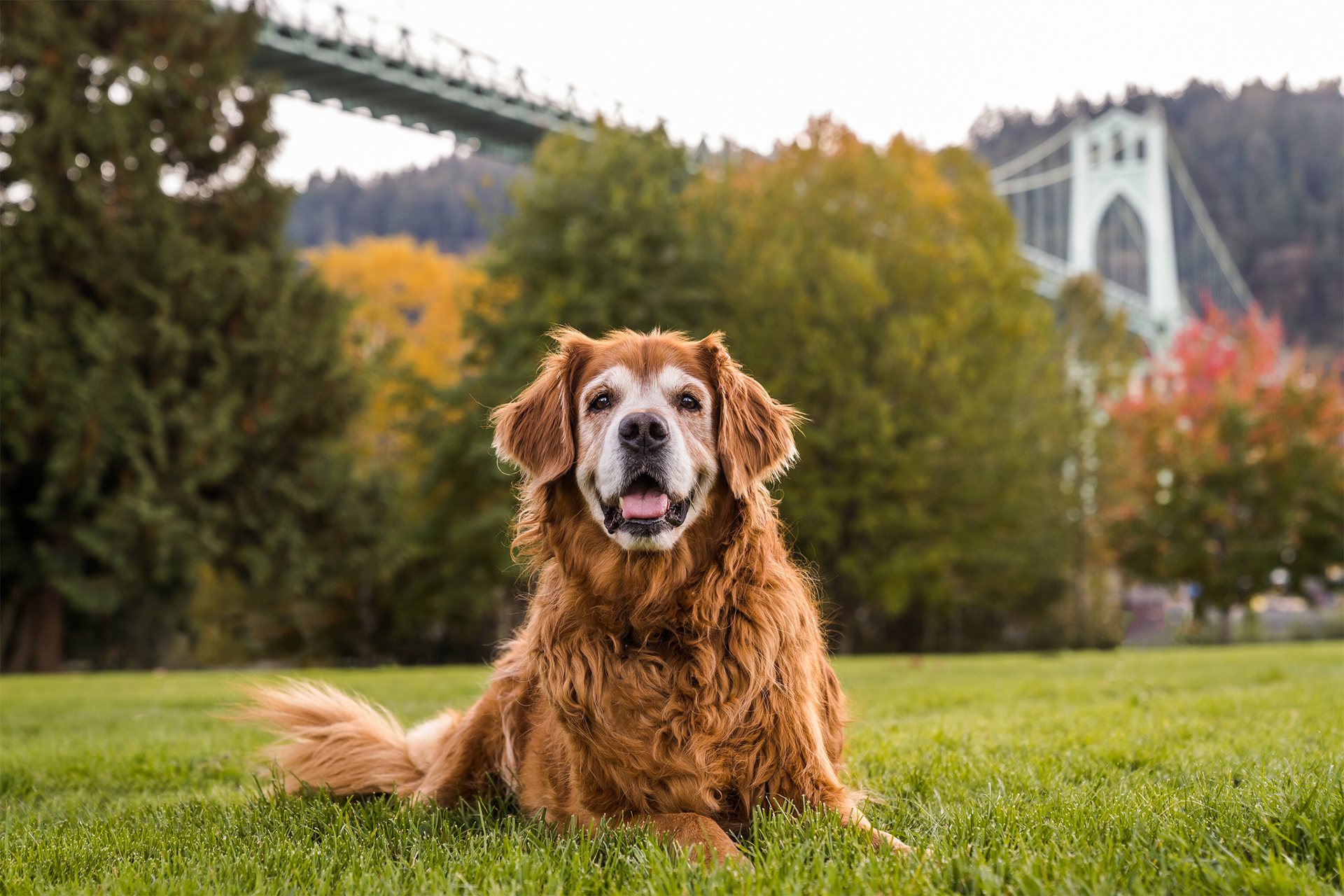 Senior dog smiling in front of St. John's bridge in Portland, OR