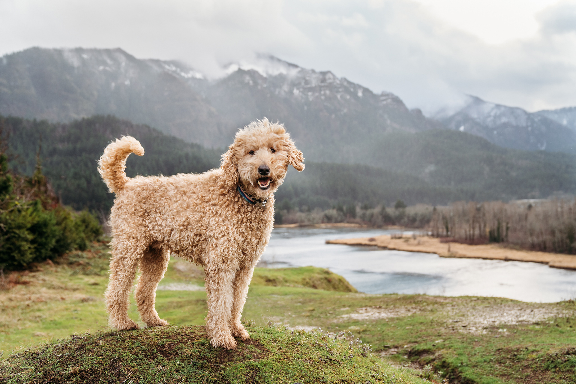 Labradoodle dog during his photo session in the Columbia River Gorge outside of Portland, OR