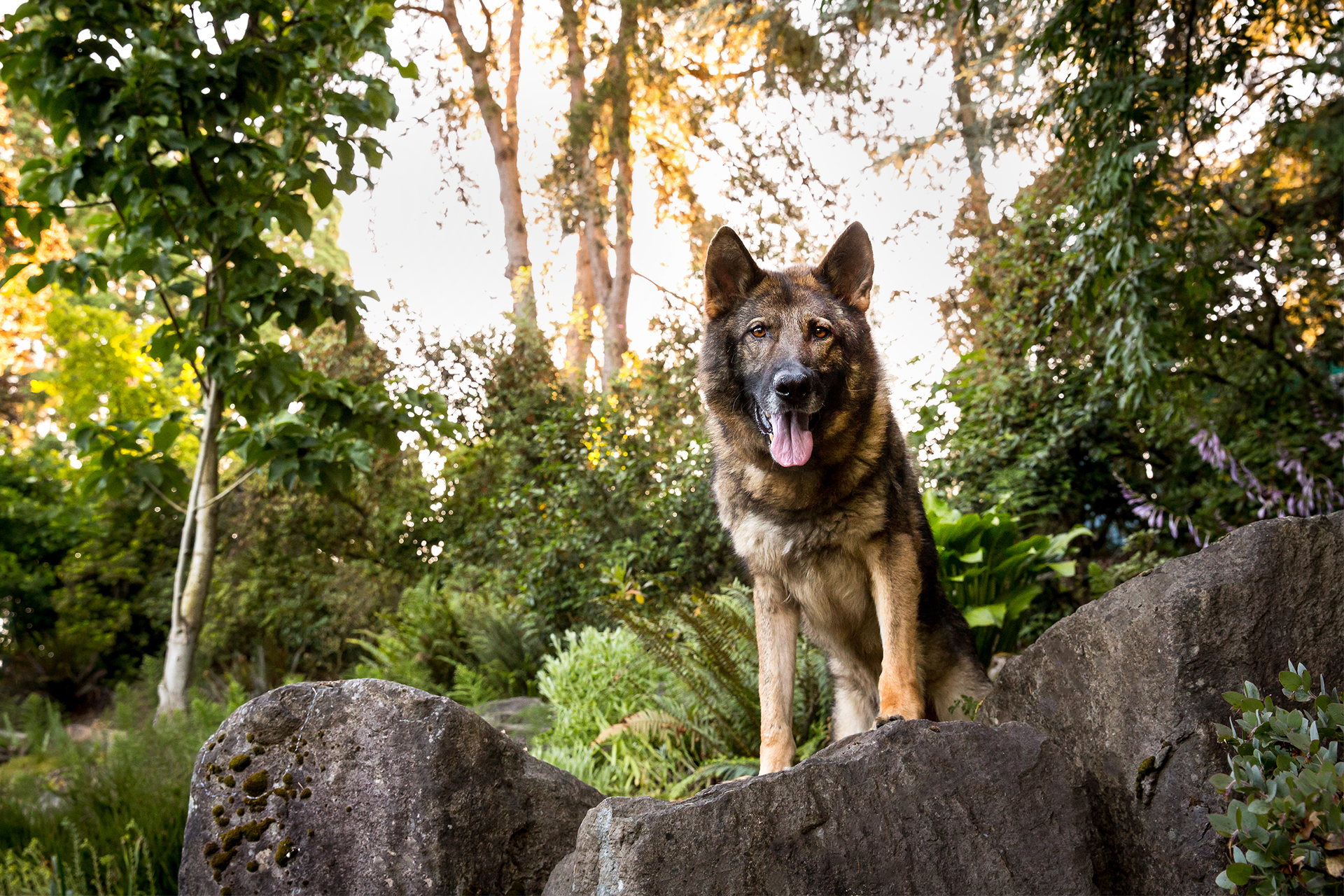 German Shepherd standing on rock in Portland, OR