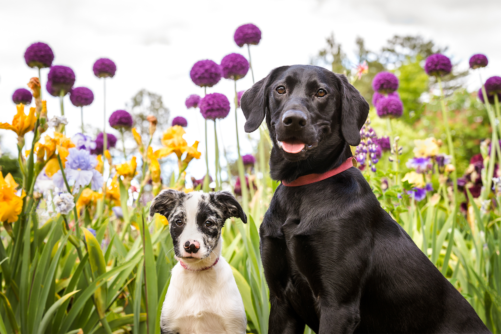 dogs in a field of allium and iris in salem, oregon