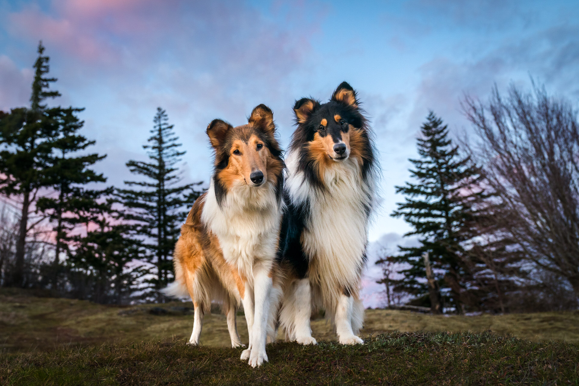 Two collie dogs stand together on a hill with pastel skies behind them