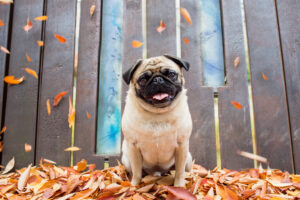 pug dog in sitting in the Pearl District in Portland with leaves falling around him
