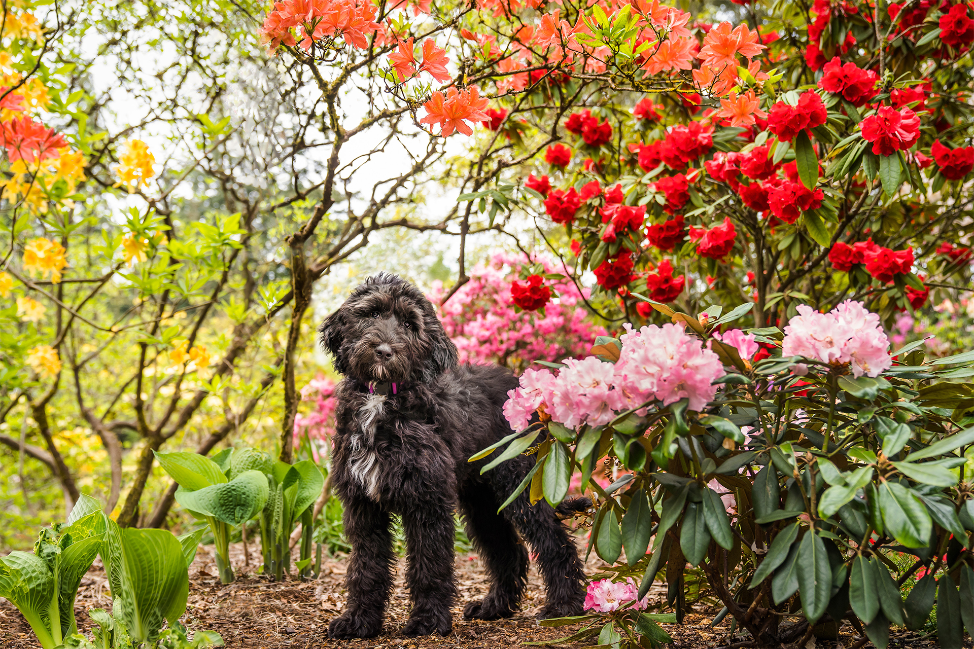 Black dog named Rhody at the Crystal Springs Rhododendron Garden in SE Portland