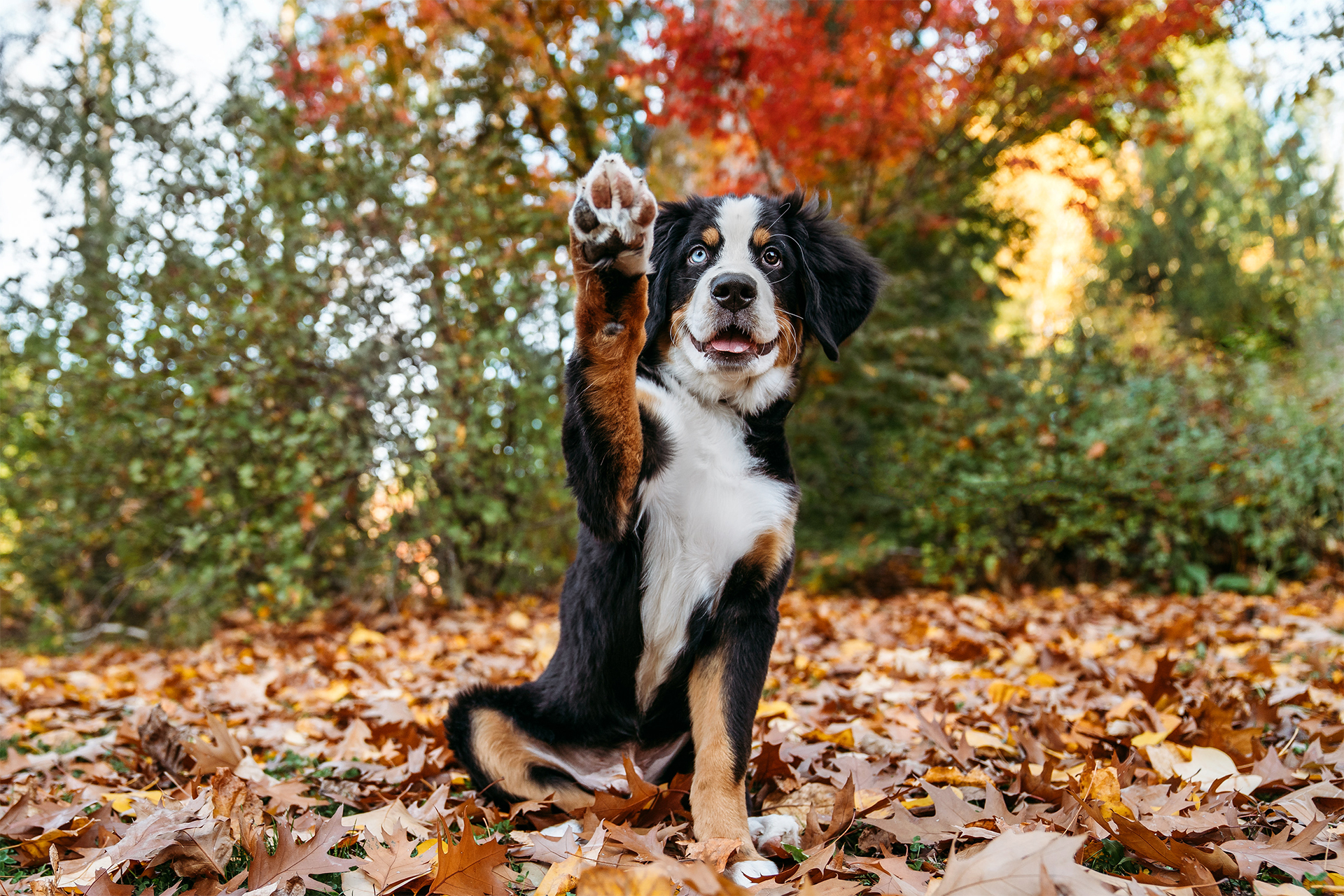 Bernese Mountain Dog puppy with one blue eye and one brown eye raises his paw in the air while sitting in autumn leaves in SE Portland