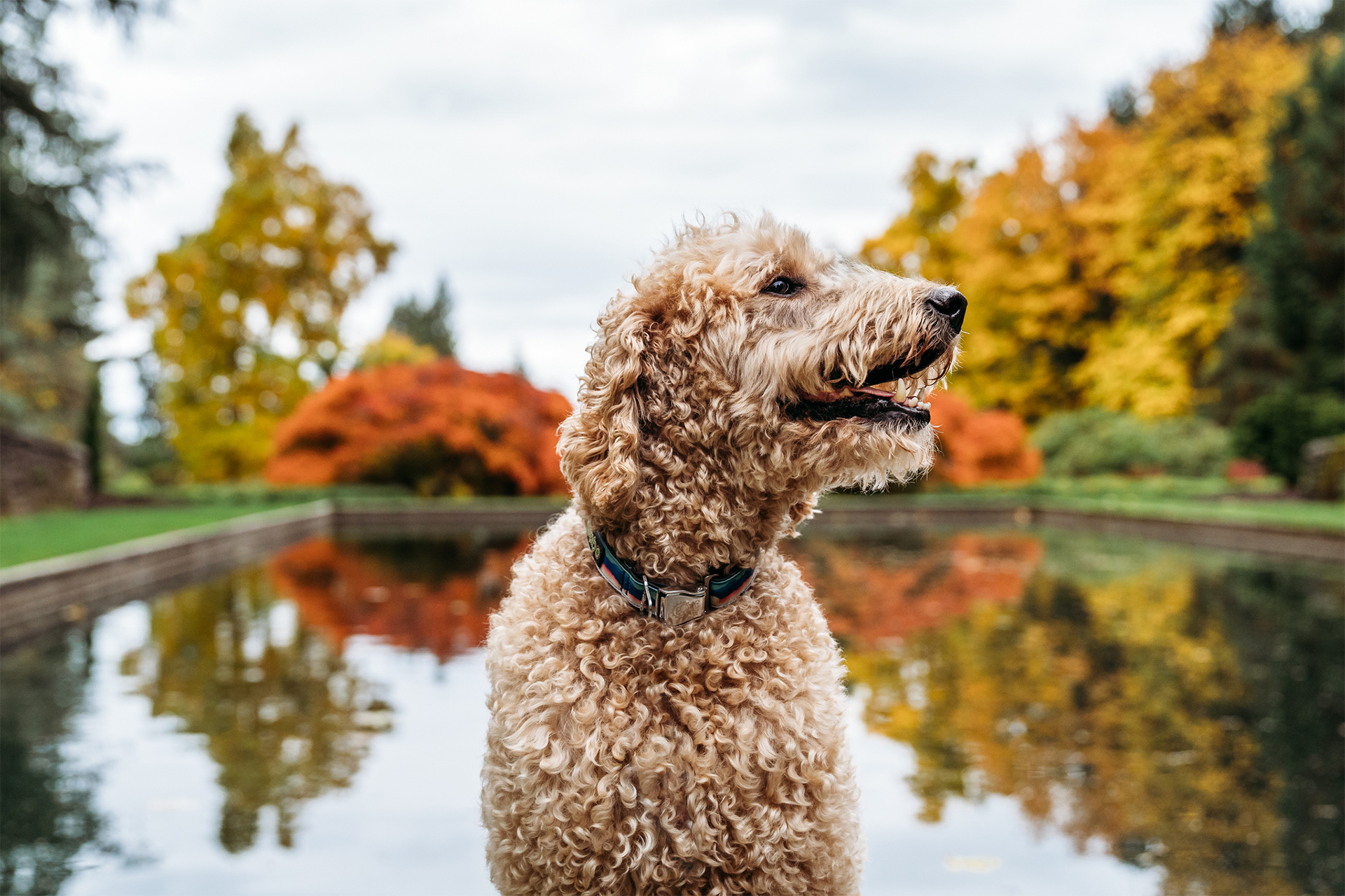 labradoodle stands in front of reflecting pool at Lewis and Clark College in Portland, OR