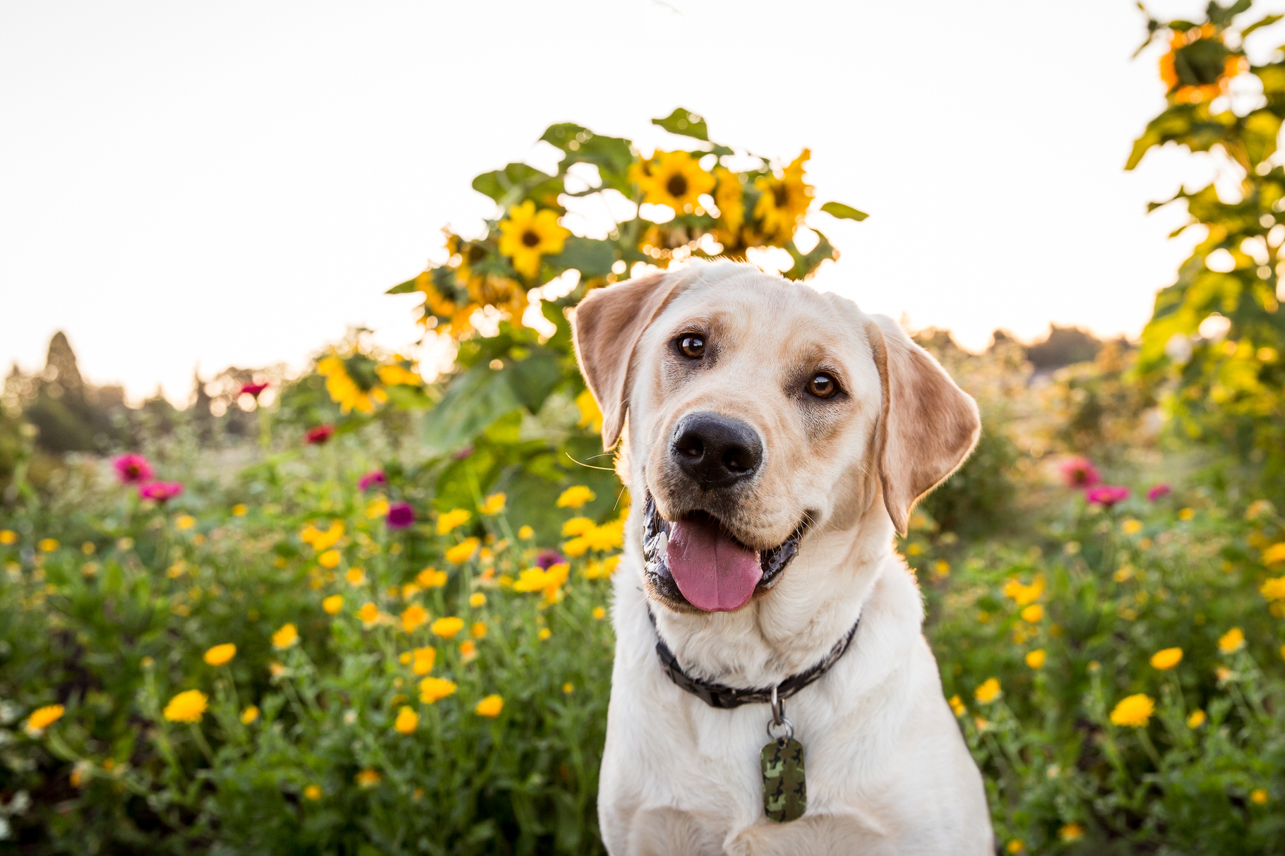 dog in sunflower field