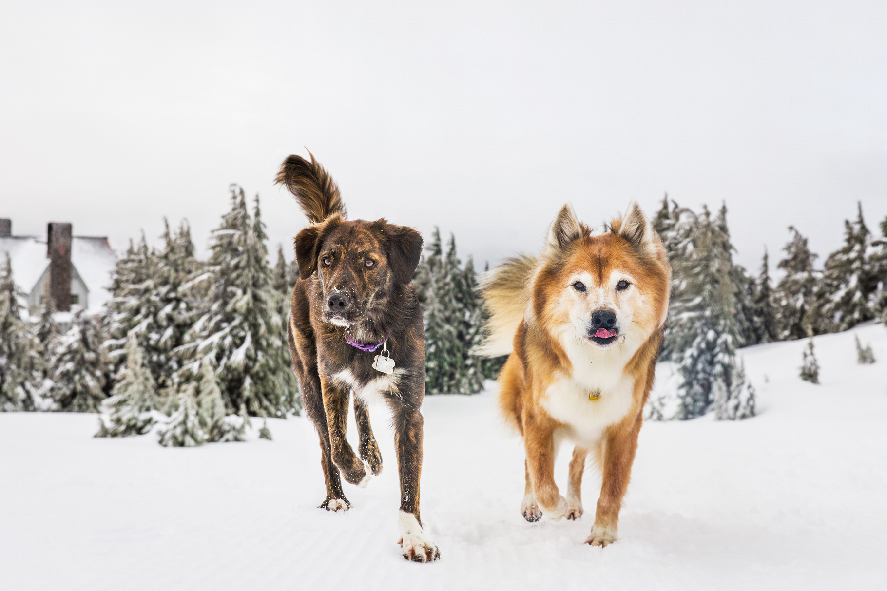 Aspen & Hazel  | Dog Photos in the Snow at Timberline Lodge