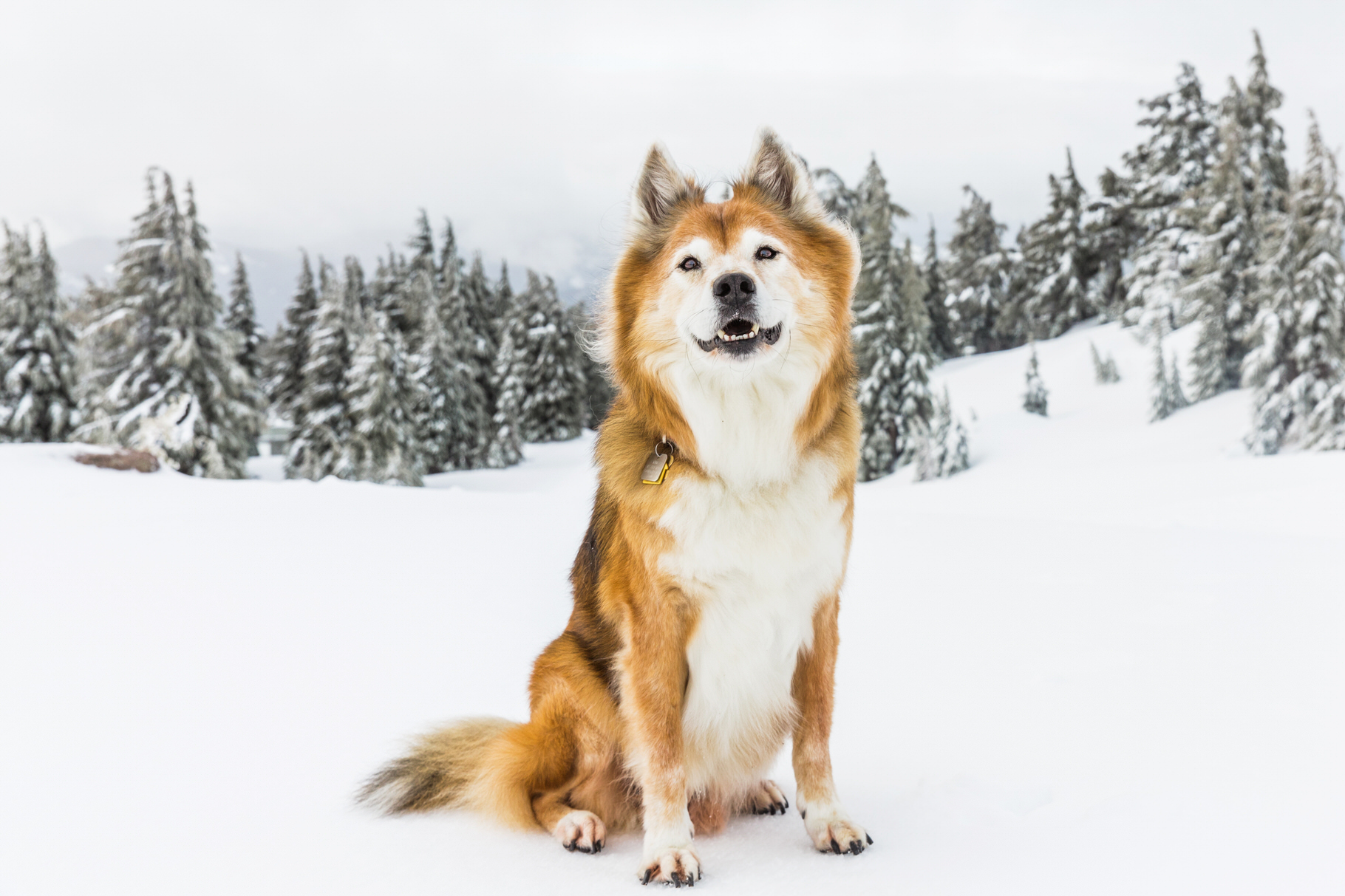 Mt. Hood Snow Dog Photos