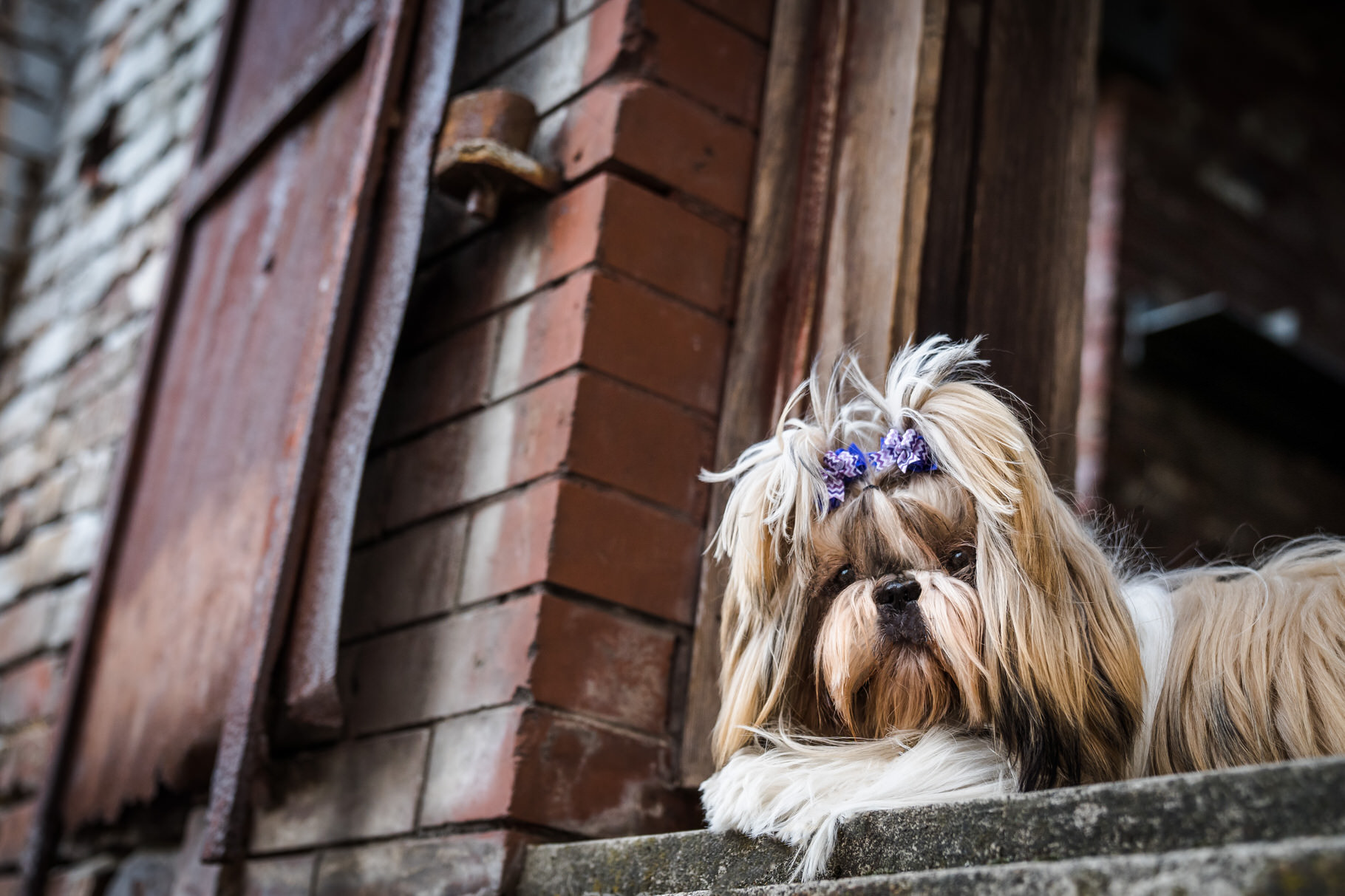 Shih tzu dog in the Pearl District of Portland, OR