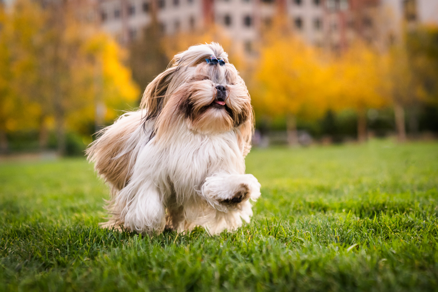 Shih tzu dog in the Pearl District of Portland, OR