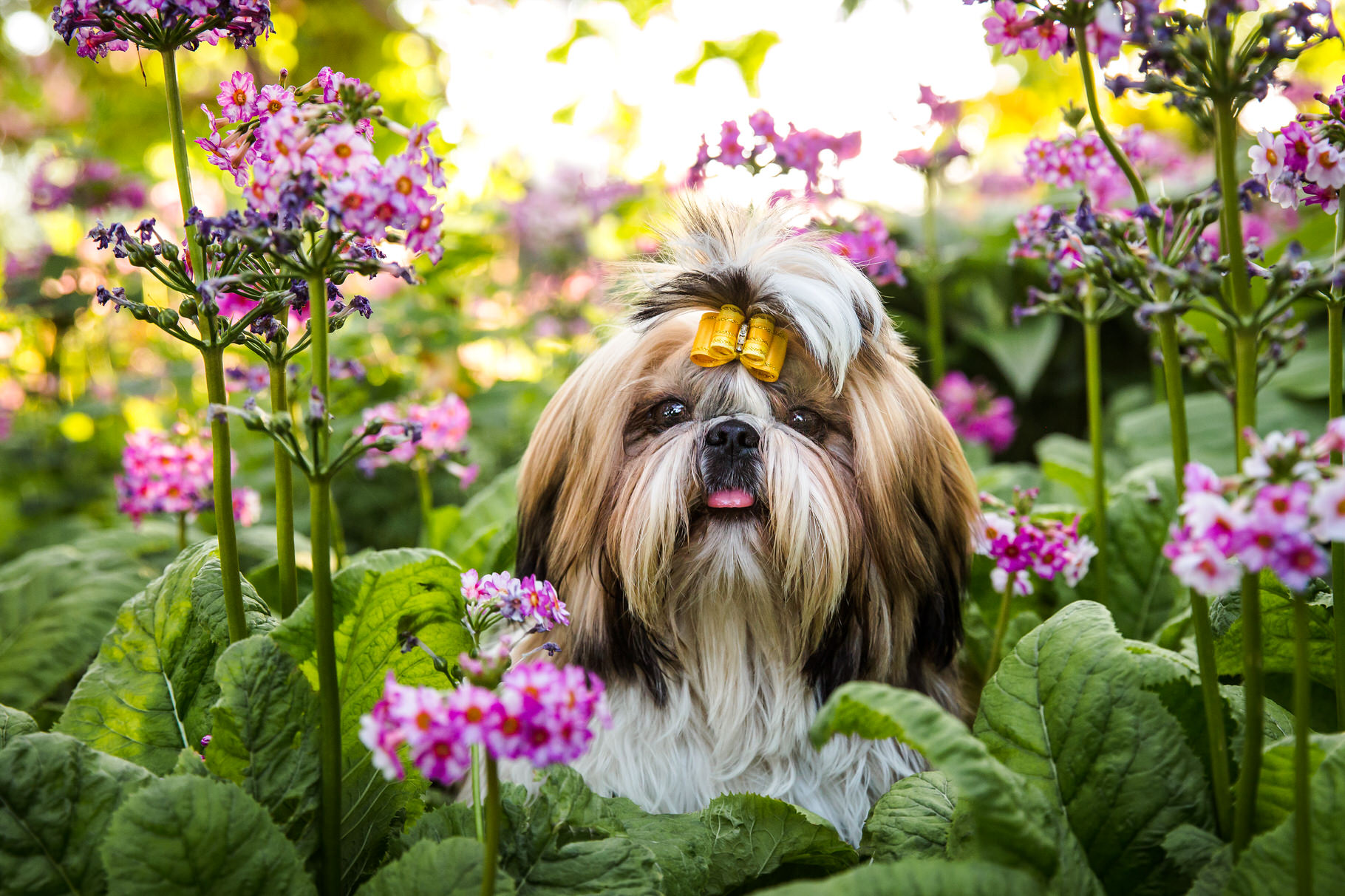 Beta  |  Dog Photos in Spring
