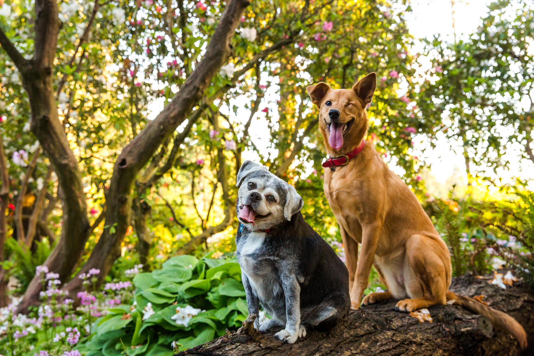 Libby and Piper  |  Dog Photographer in Portland, Oregon