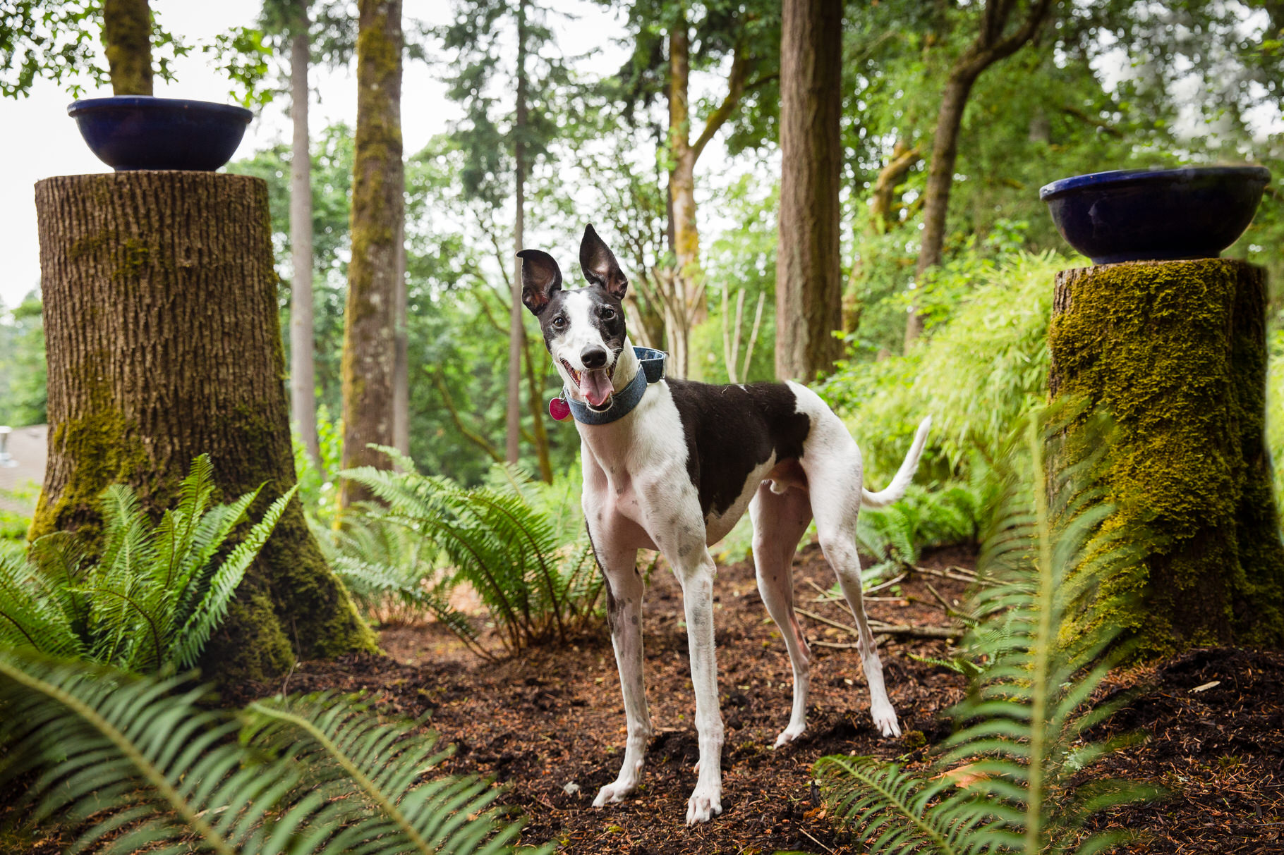 greyhound dog photo session