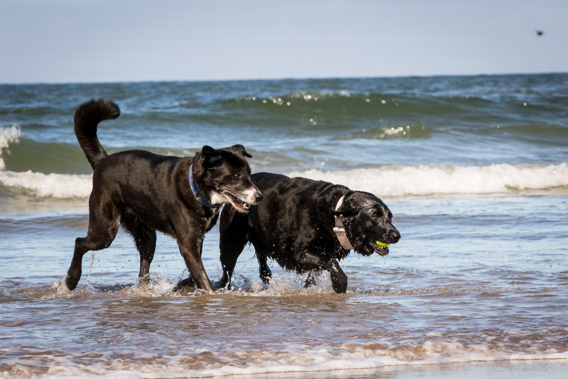 Cannon Beach Dog Photos