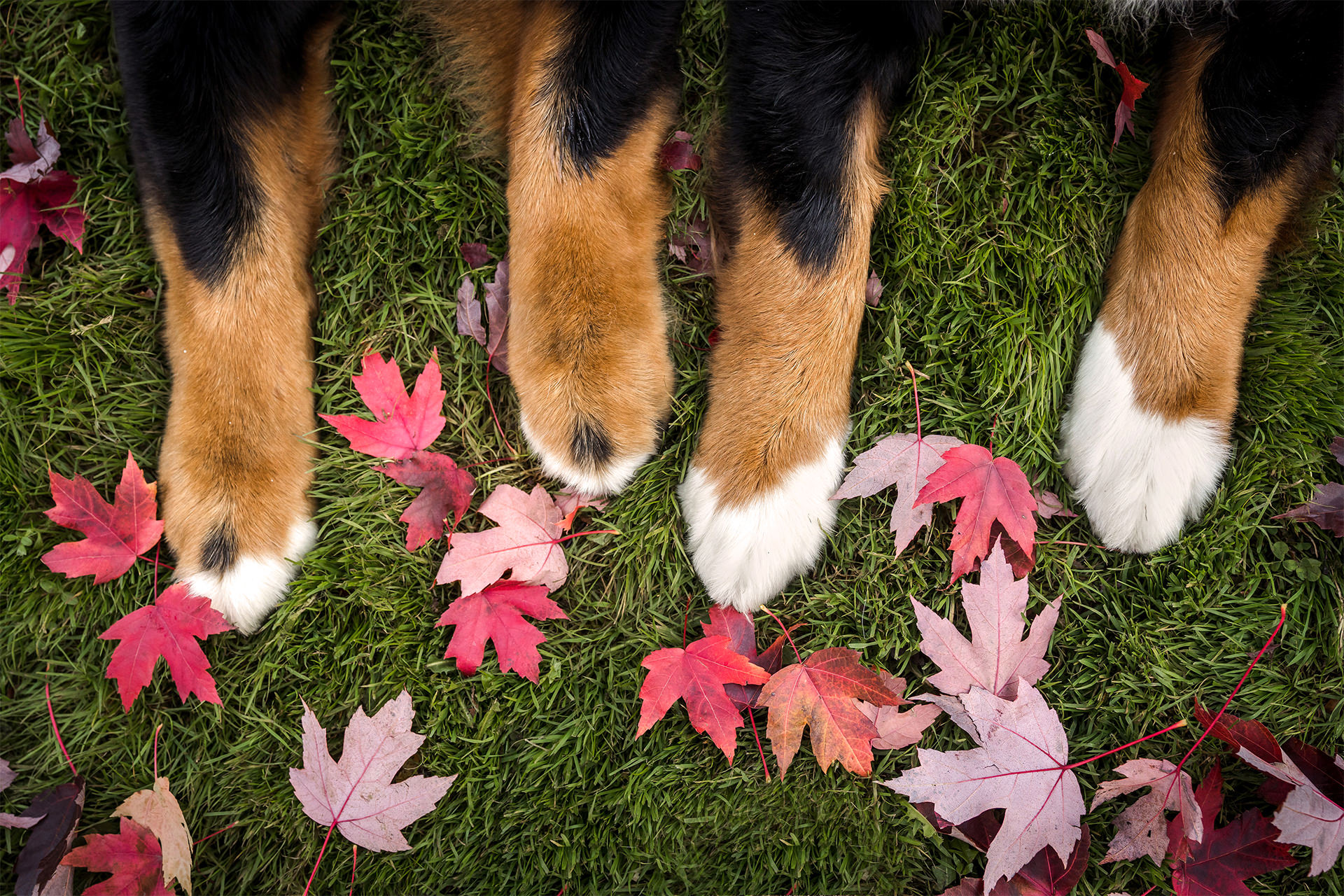 Two Bernese Mountain dog paws with colorful autumn leaves