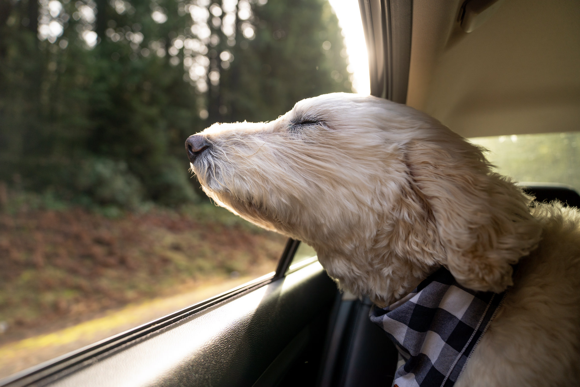 dog on road trip to the Oregon Coast