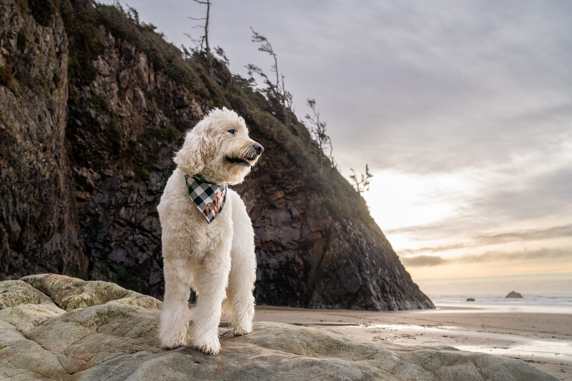 Oregon Coast dog photos