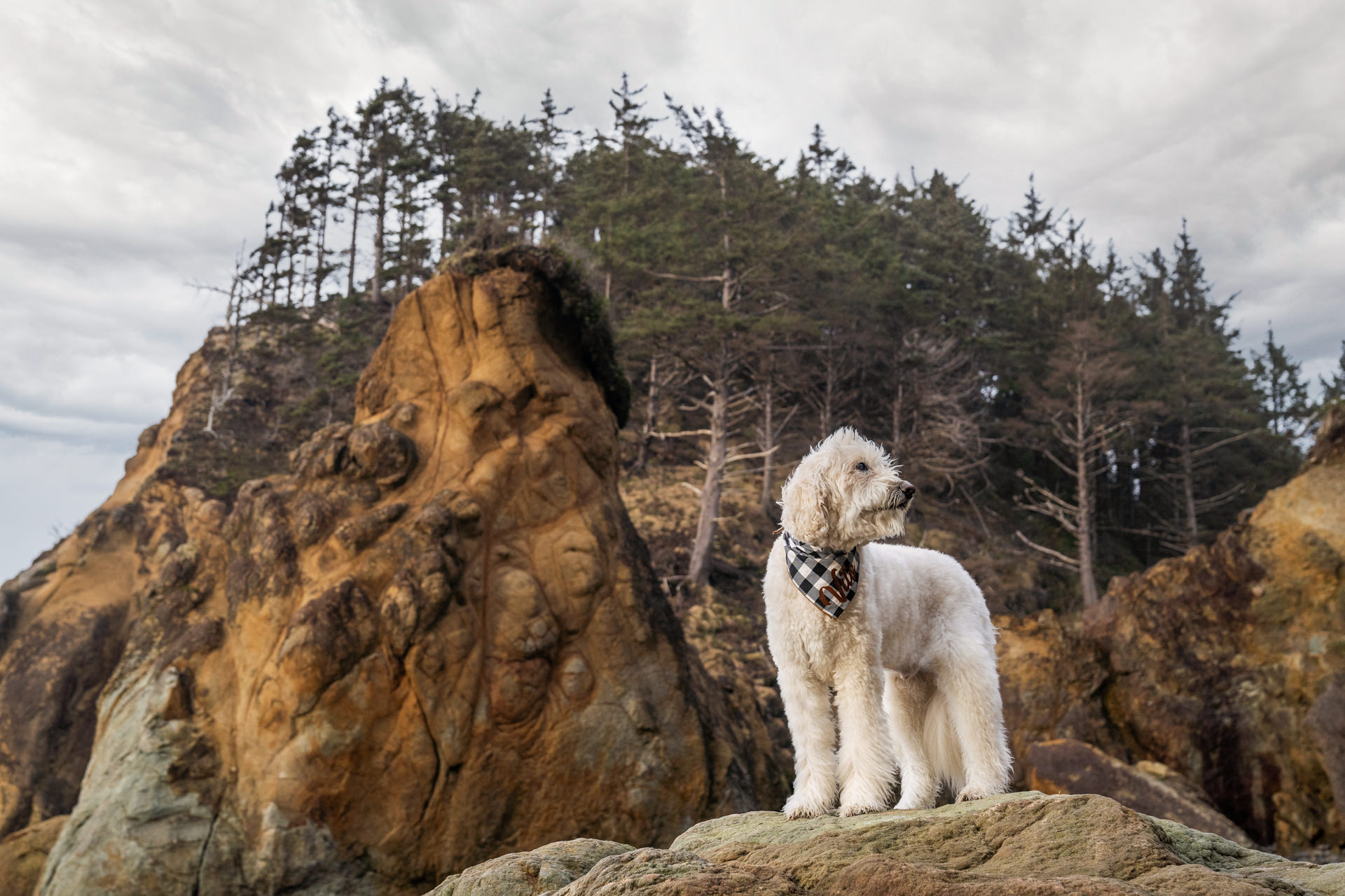 Dog on a rock on the Oregon Coast