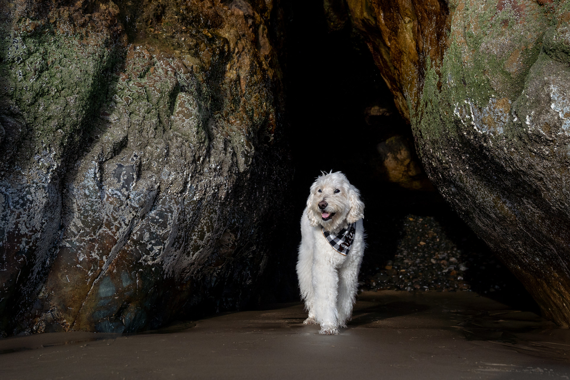dog running out of cave in Oregon at the beach