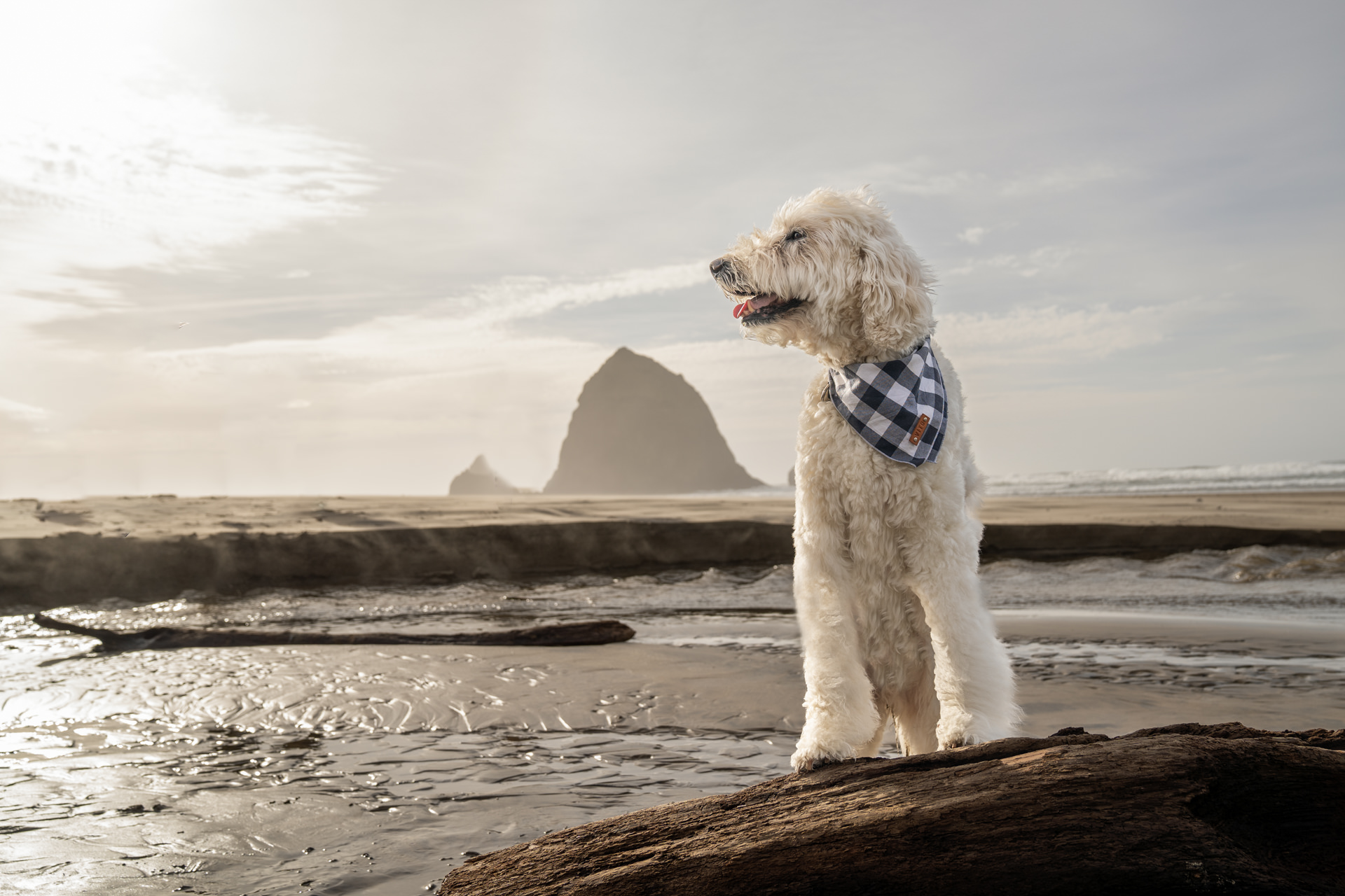 goldendoodle dog at Cannon Beach