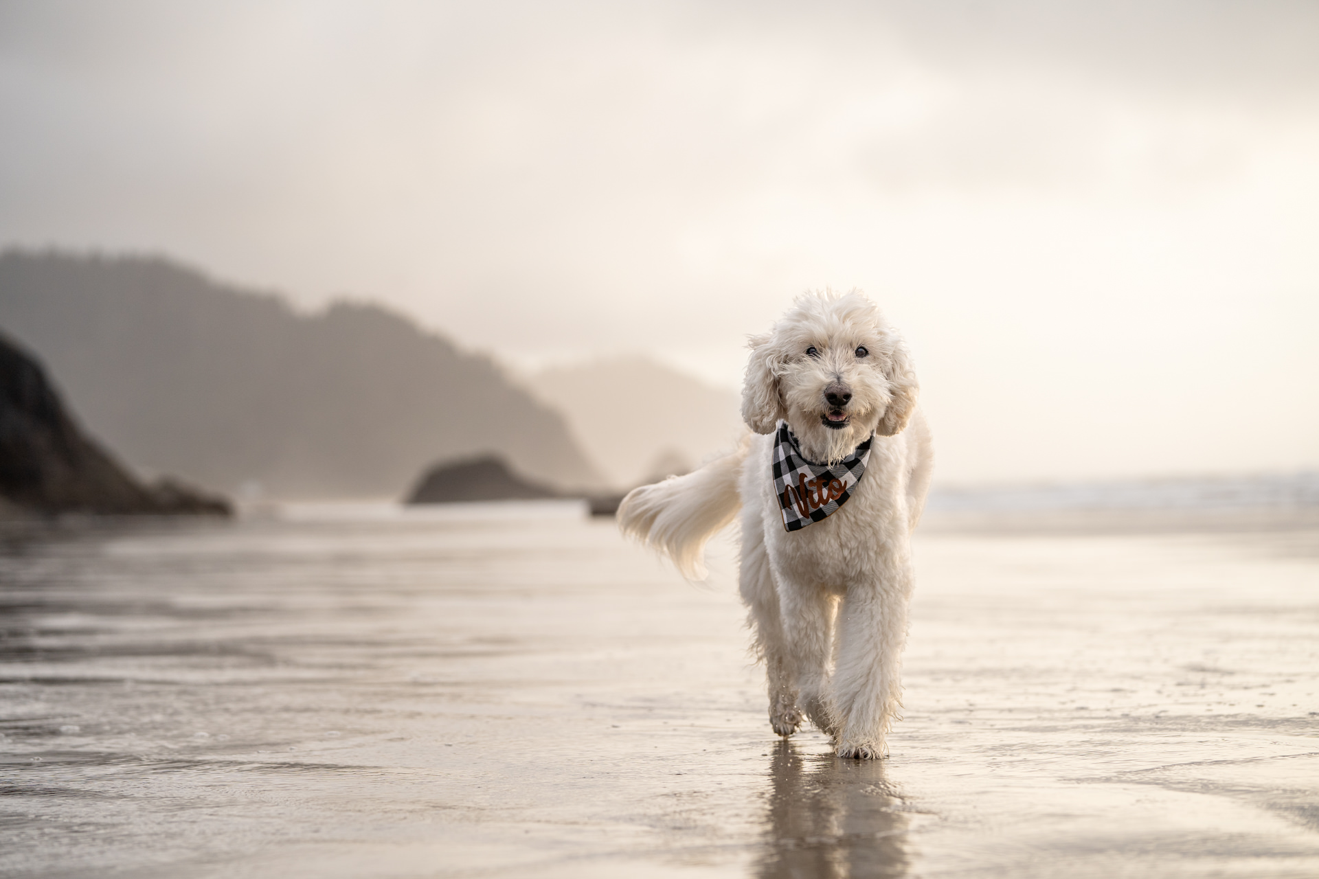 Goldendoodle dog runs on the beach in Oregon