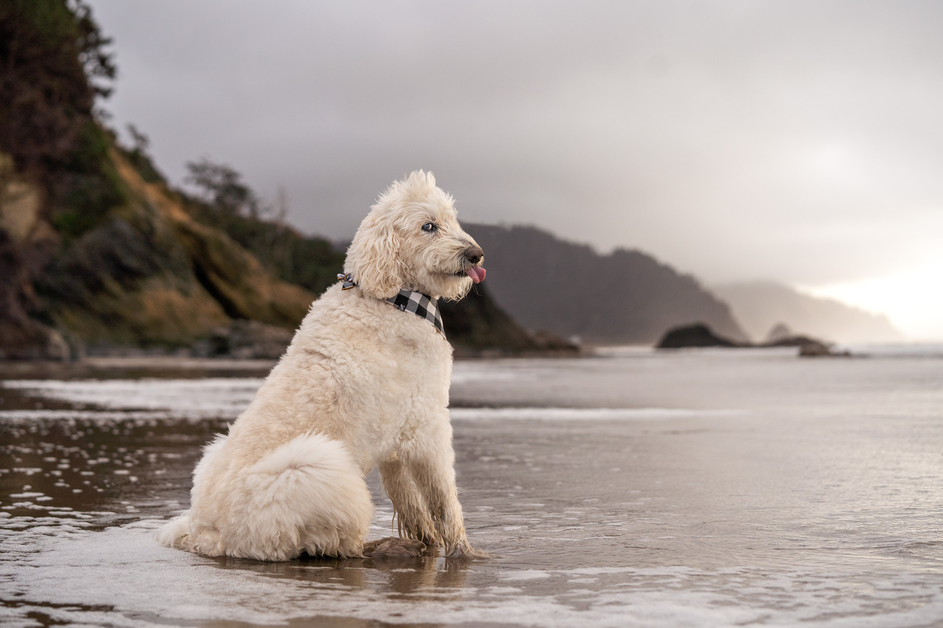 Funny dog on the beach