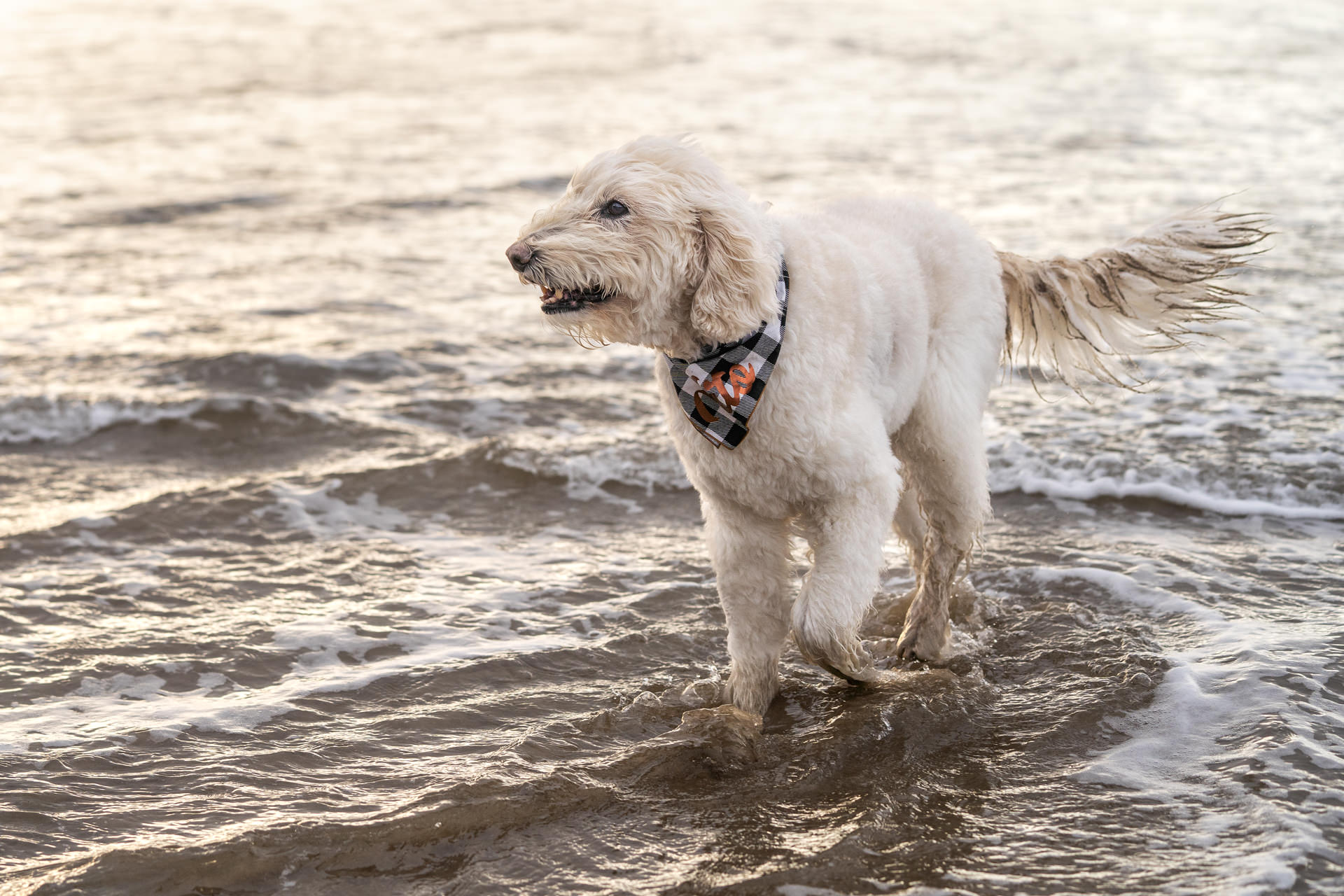 white dog walks in water on Oregon Beach