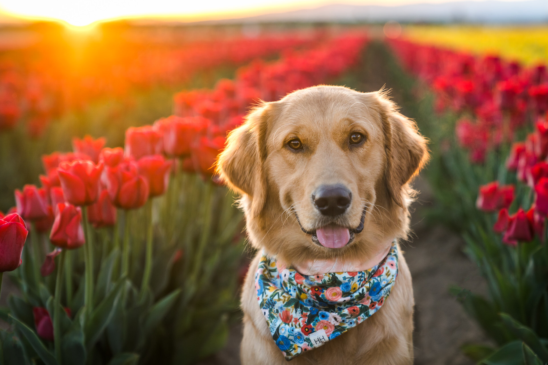 golden retriever dog in field of red tulips at the wooden shoe tulip farm