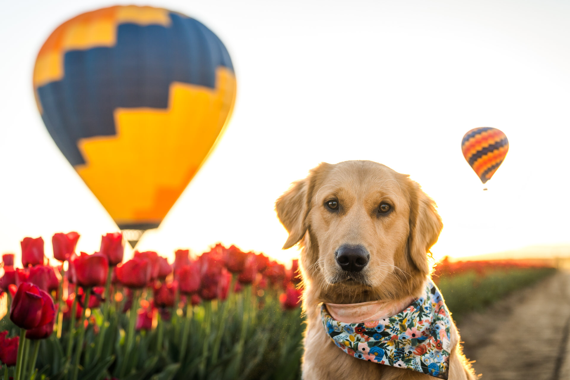 dog with hot air balloons at tulip festival in oregon