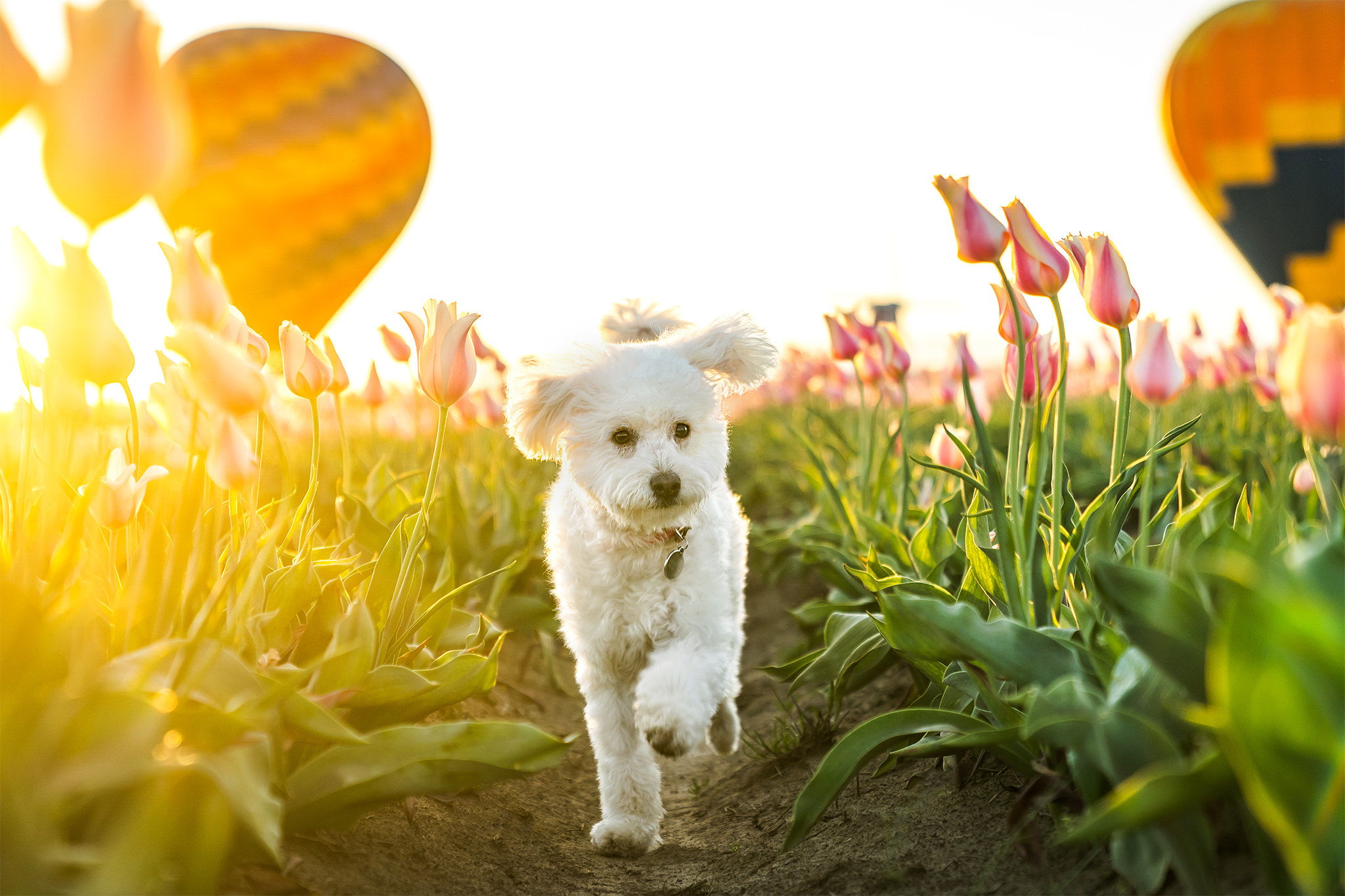 dog runs through tulip field in Oregon with a hot air balloon in the sky