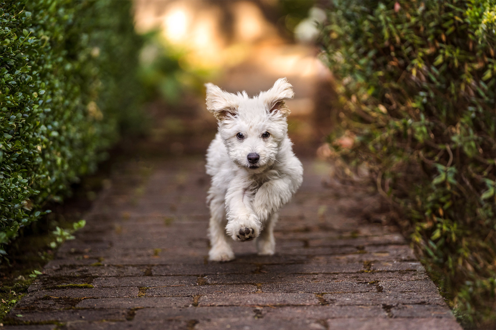 puppy runs through walkway